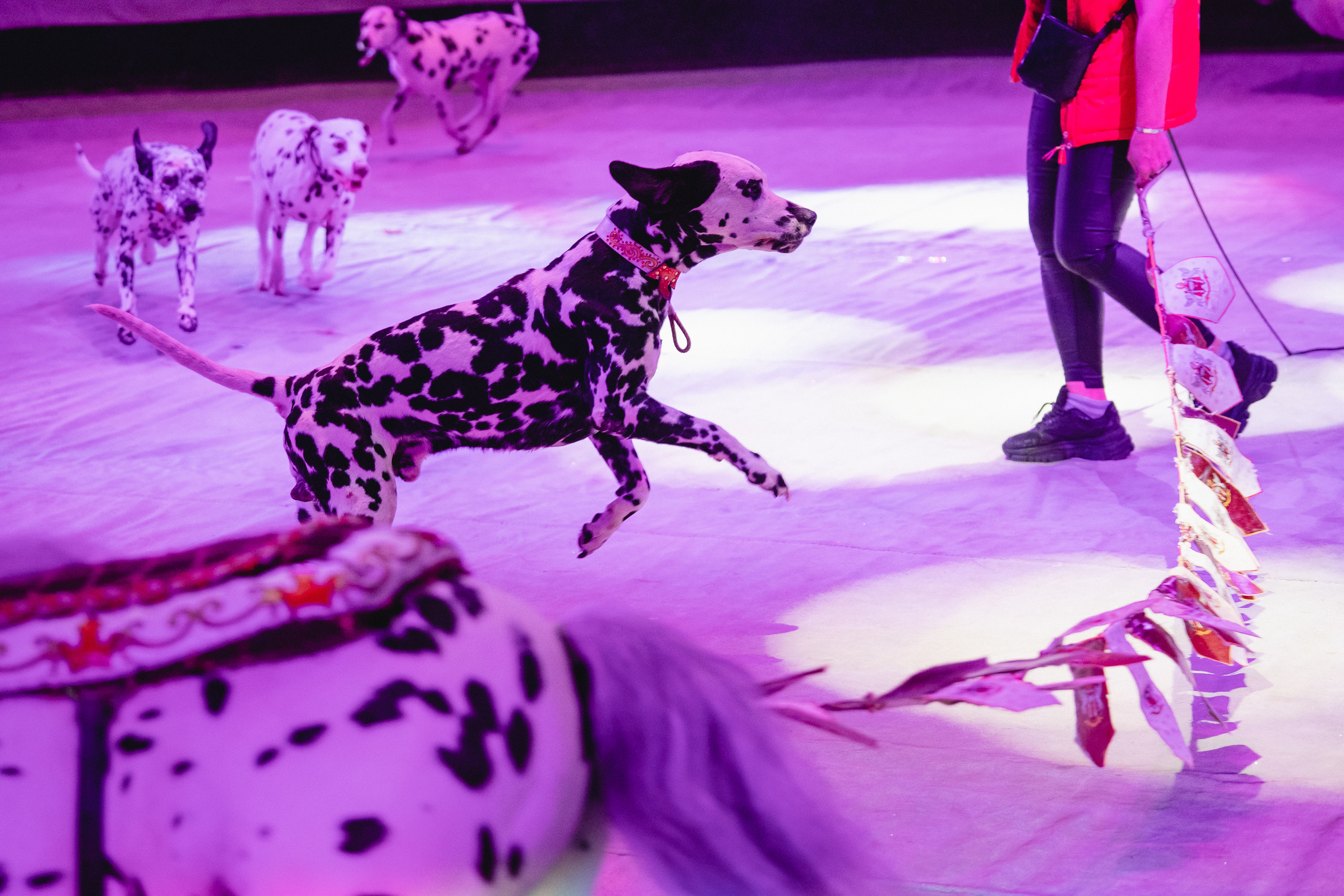 Открытая репетиция Королевского цирка Гии Эрадзе в Новосибирске. Воробьева Ксения — Спортивный и танцевальный фотограф Новосибирск