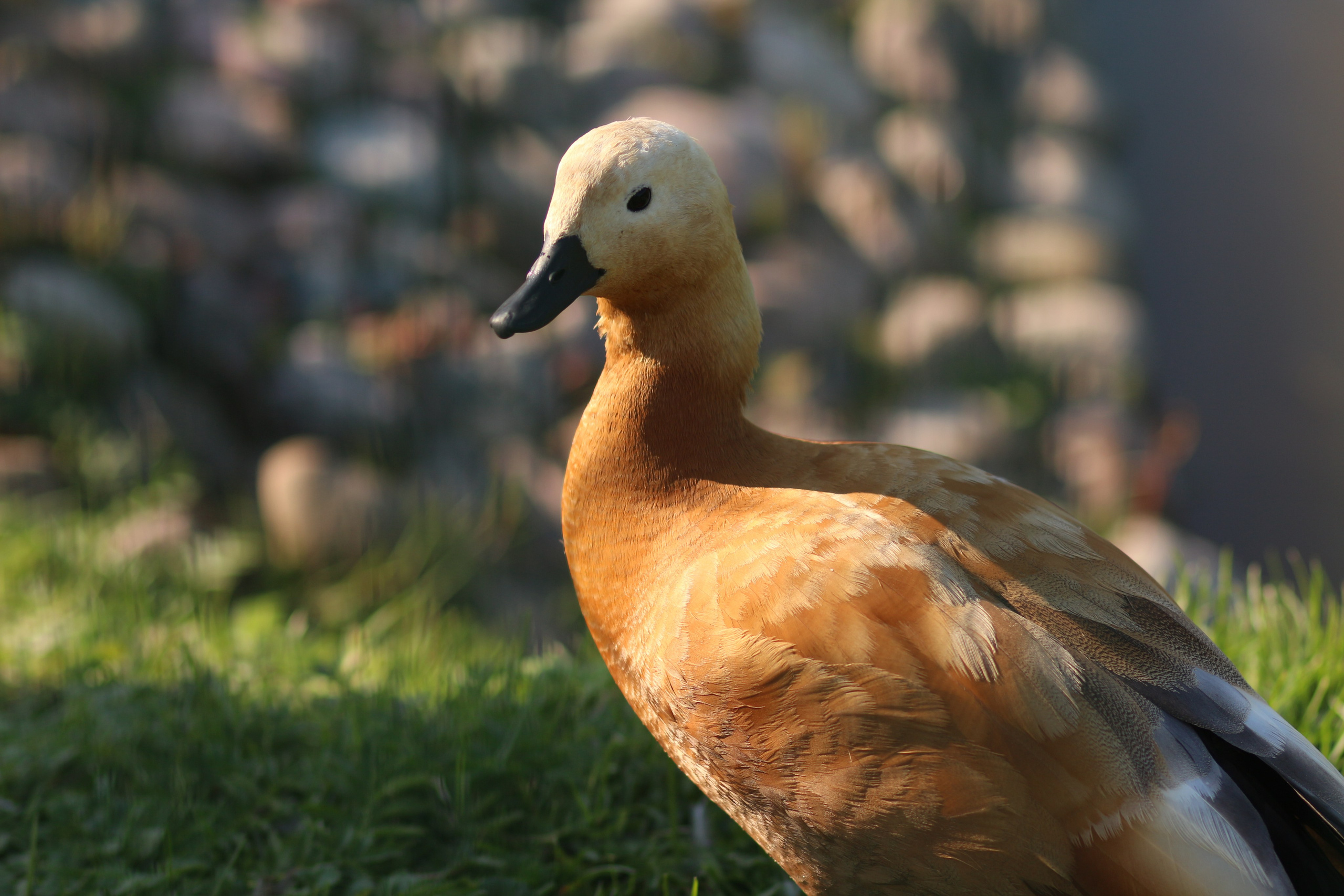 Дарья Урванцева