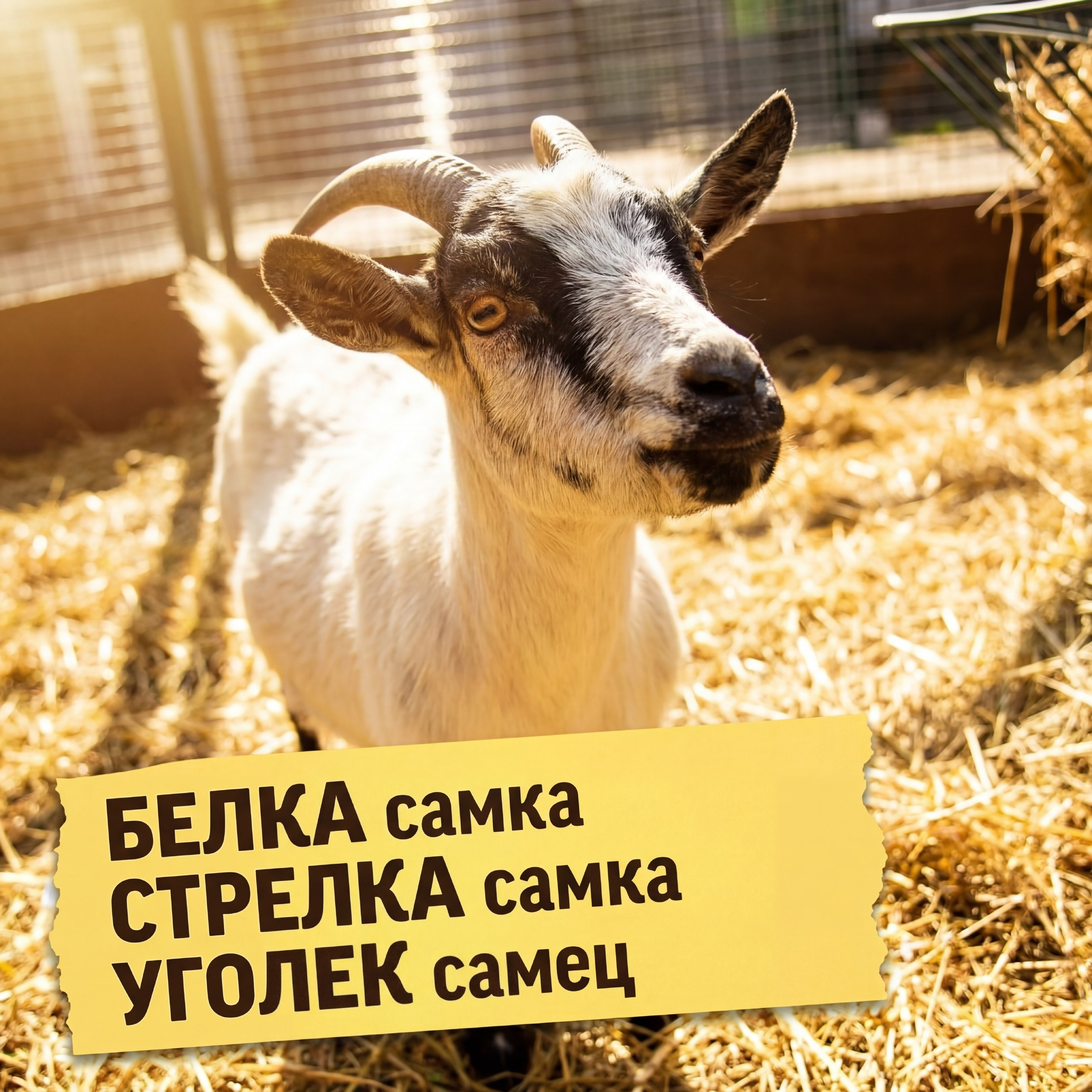 Камерунская коза Уголёк, Белка, Стрелка в зоопарке Лесная Братва