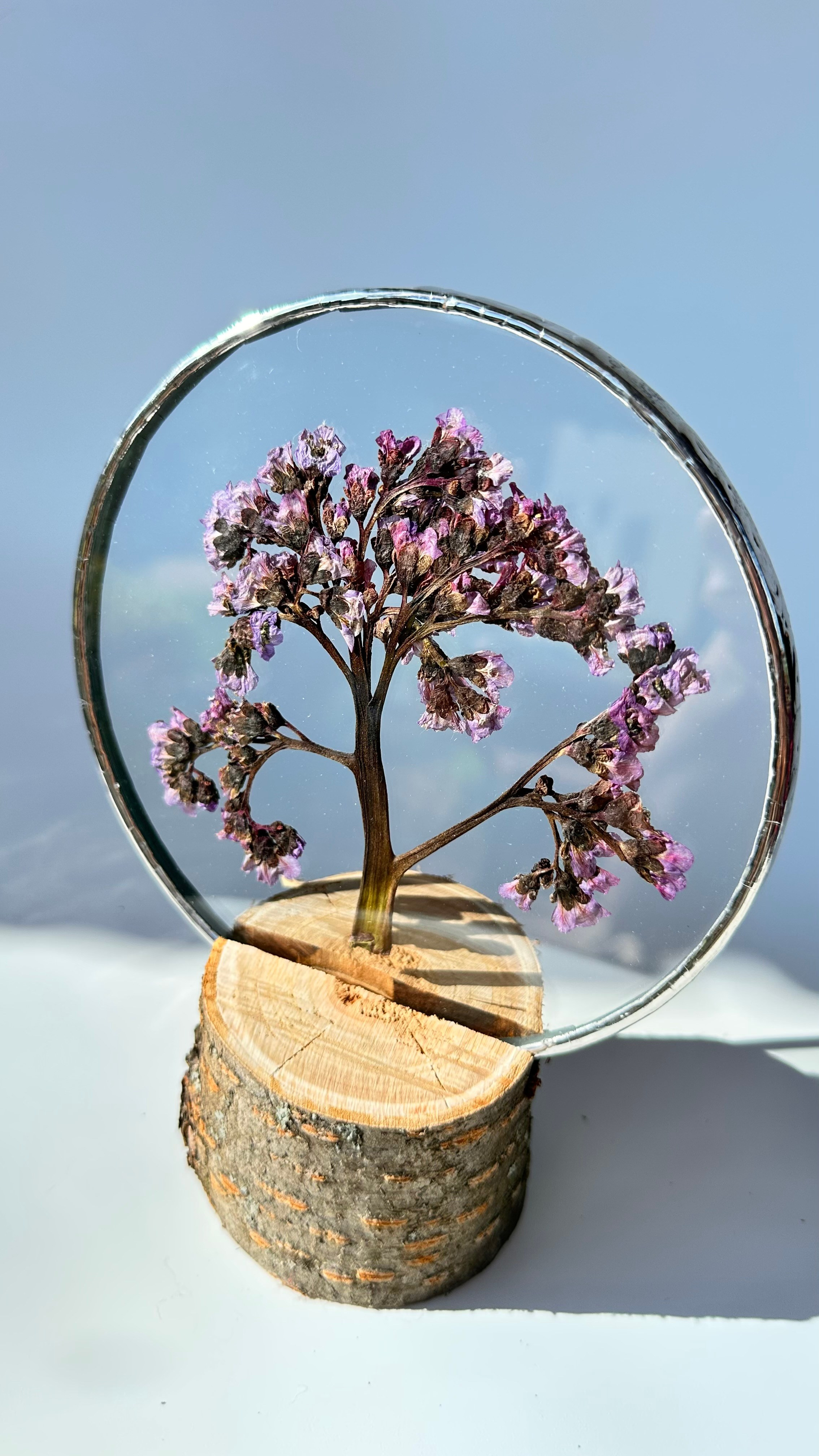 Бадан Круг 15 см. Оформляю пространства. Витражи с сухоцветами в технике Тиффани