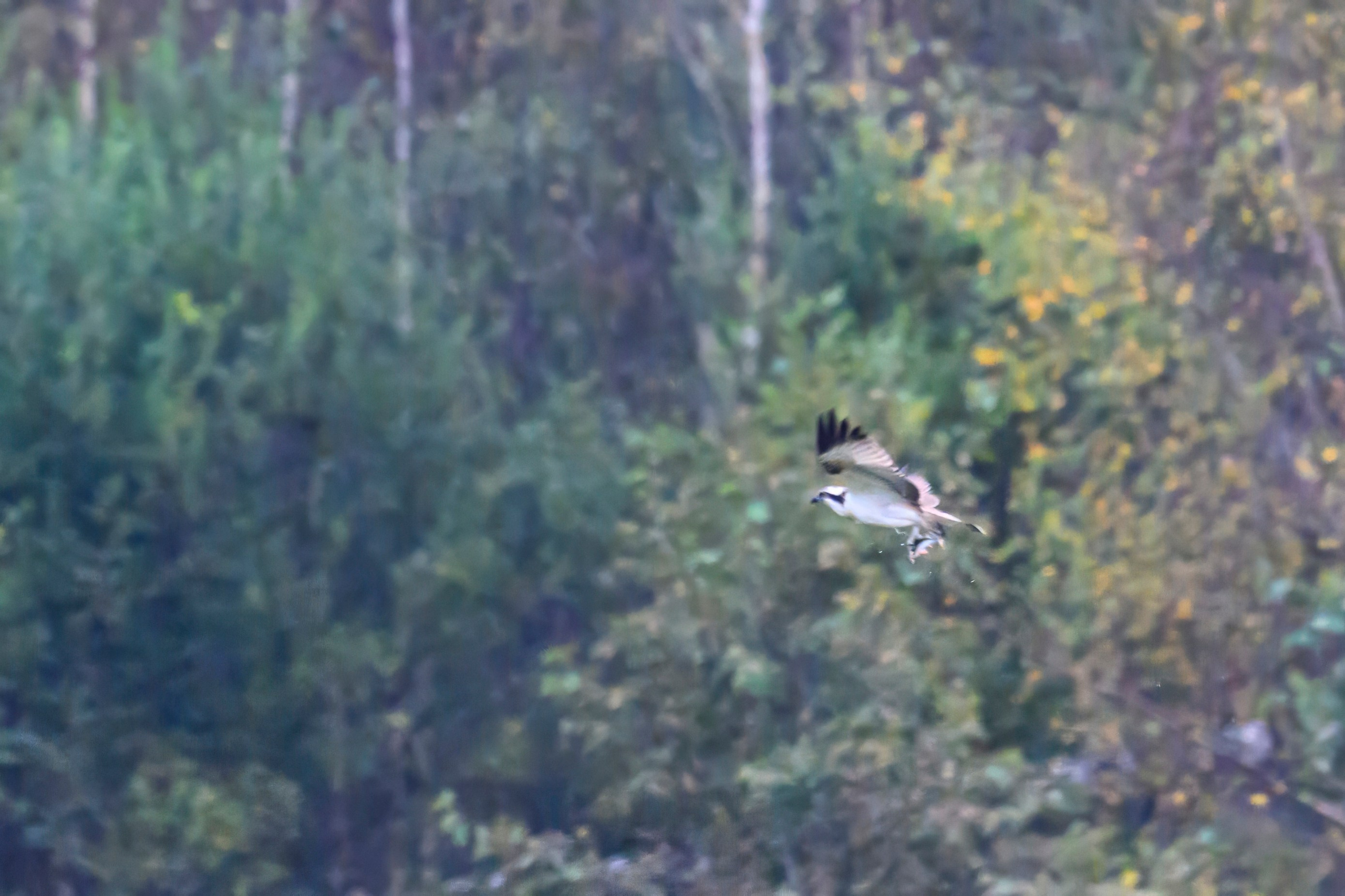 Охота скопы. The hunt of the Osprey. Фотограф Сергей Пупонин