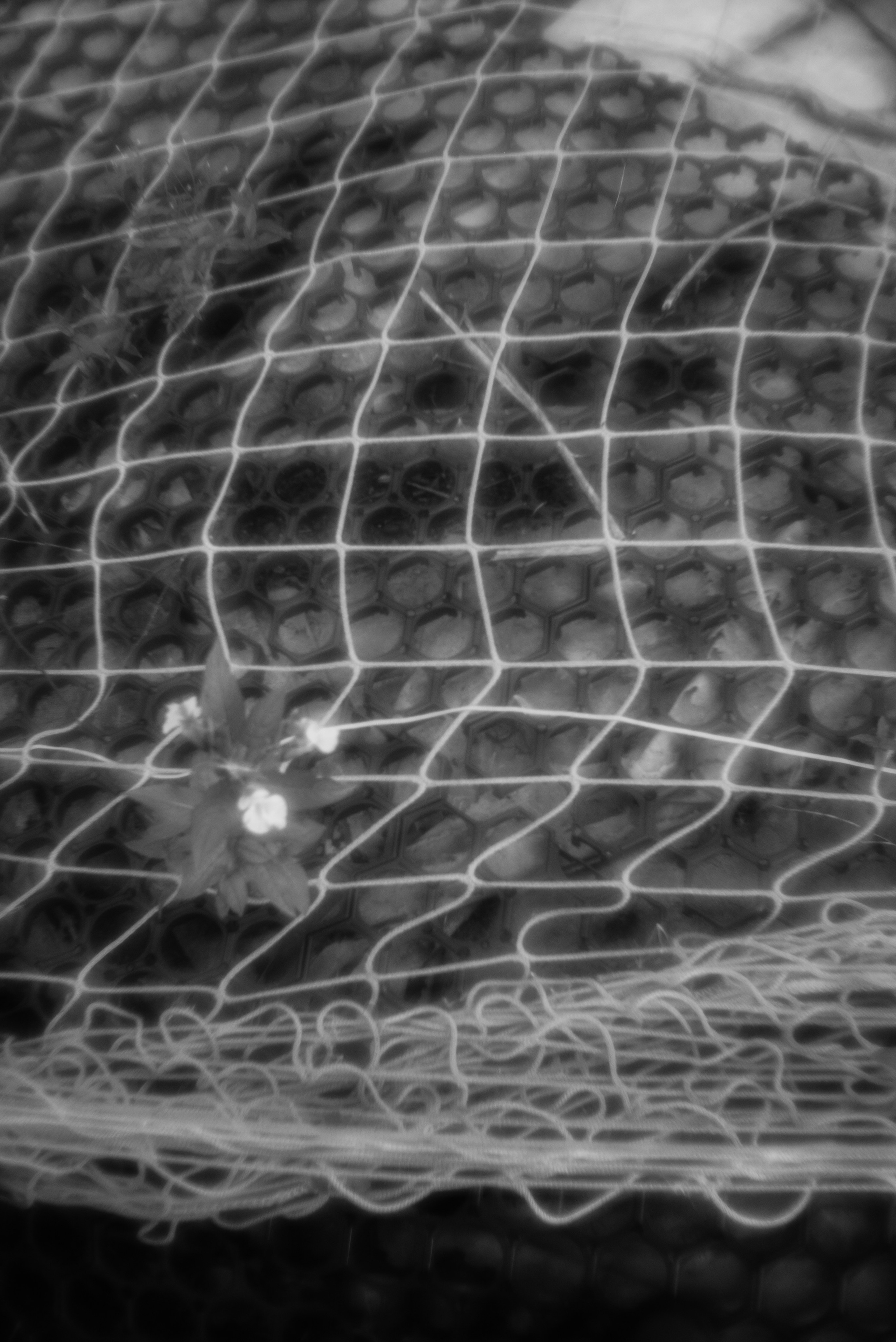 «Трава забвения»/ «The herb of oblivion» (2024-in progress). Morskyakanulavmorya