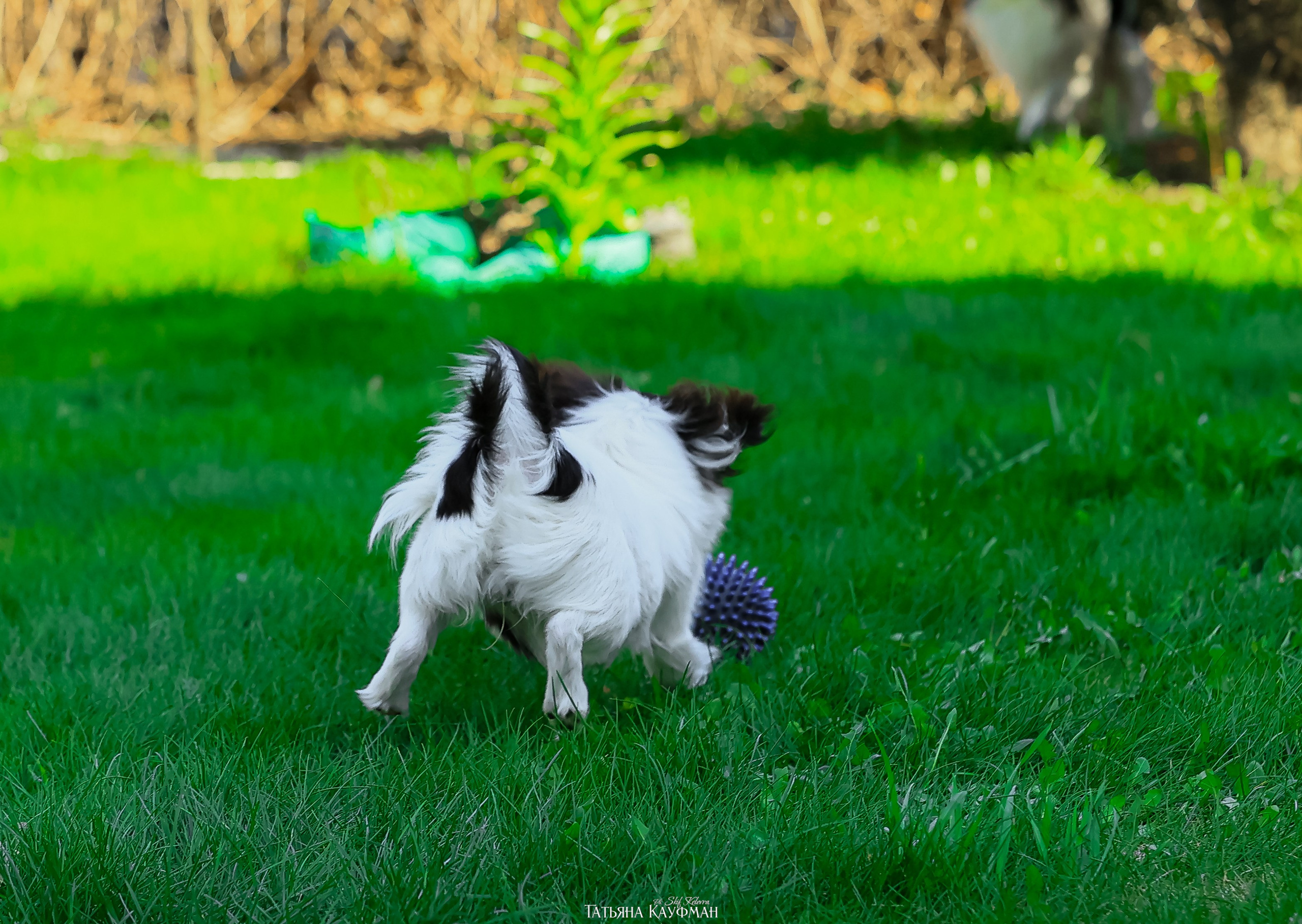 Японский хин, фотография японский хин, собака в цветах, красивая собака, фотограф анималист, фотокурс Анималистика, научиться фотографировать собак, фотограф Новосибирск