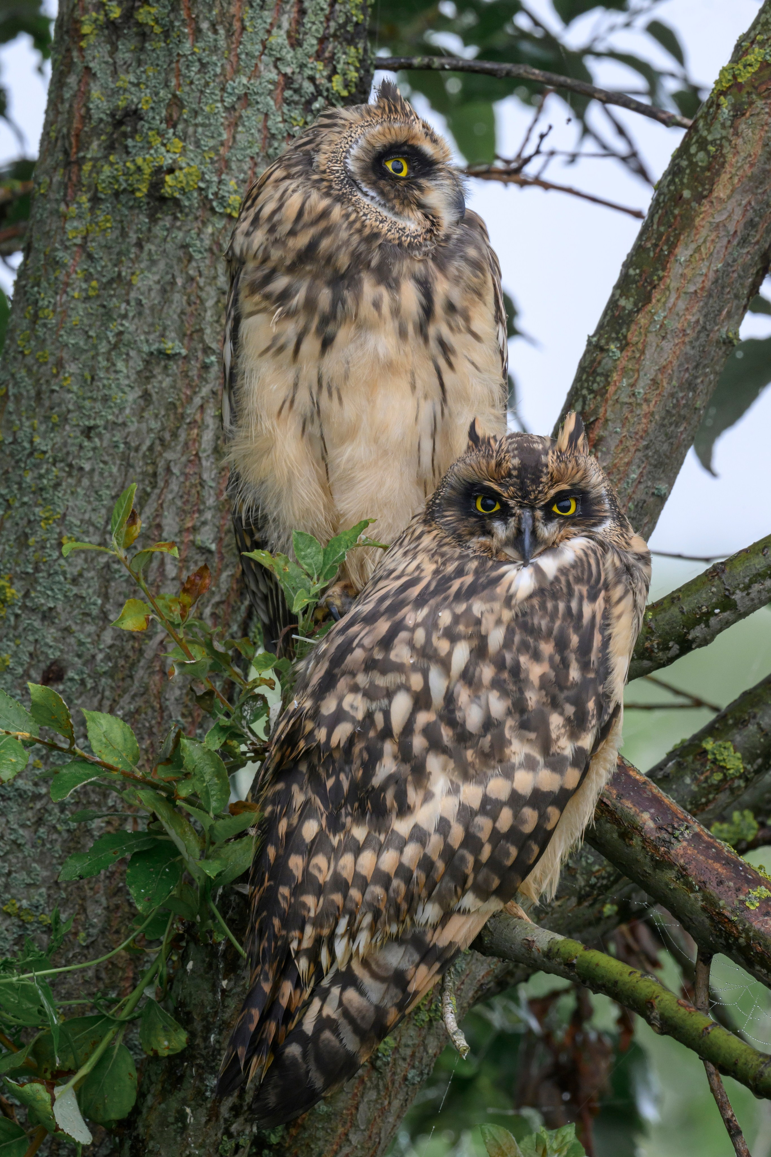 Охота совы и три совенка. Owl hunting and three owlets. Фотограф Сергей Пупонин