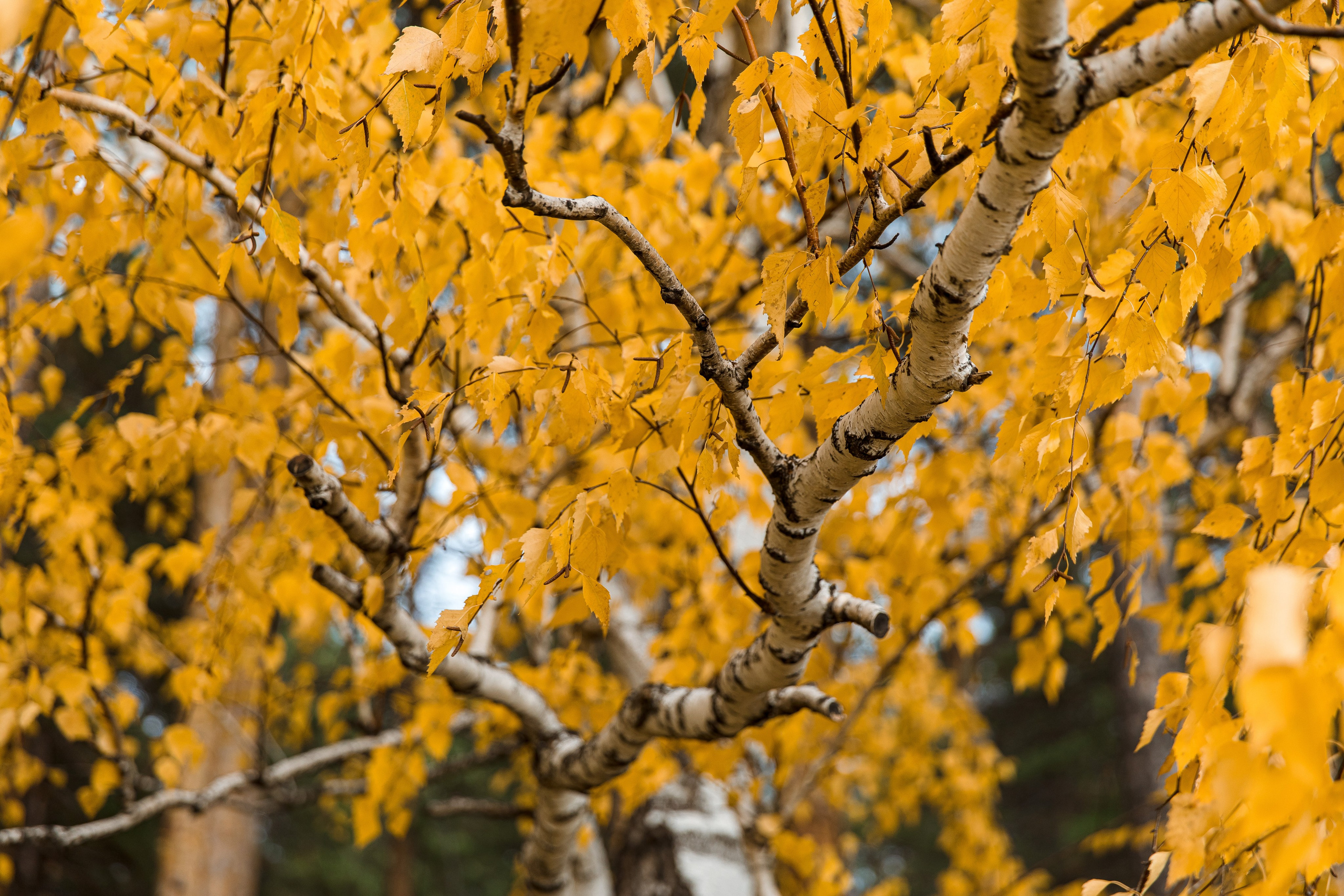 Осень в парке. Семейный и детский фотограф в Железногорске Саламахо Ольга