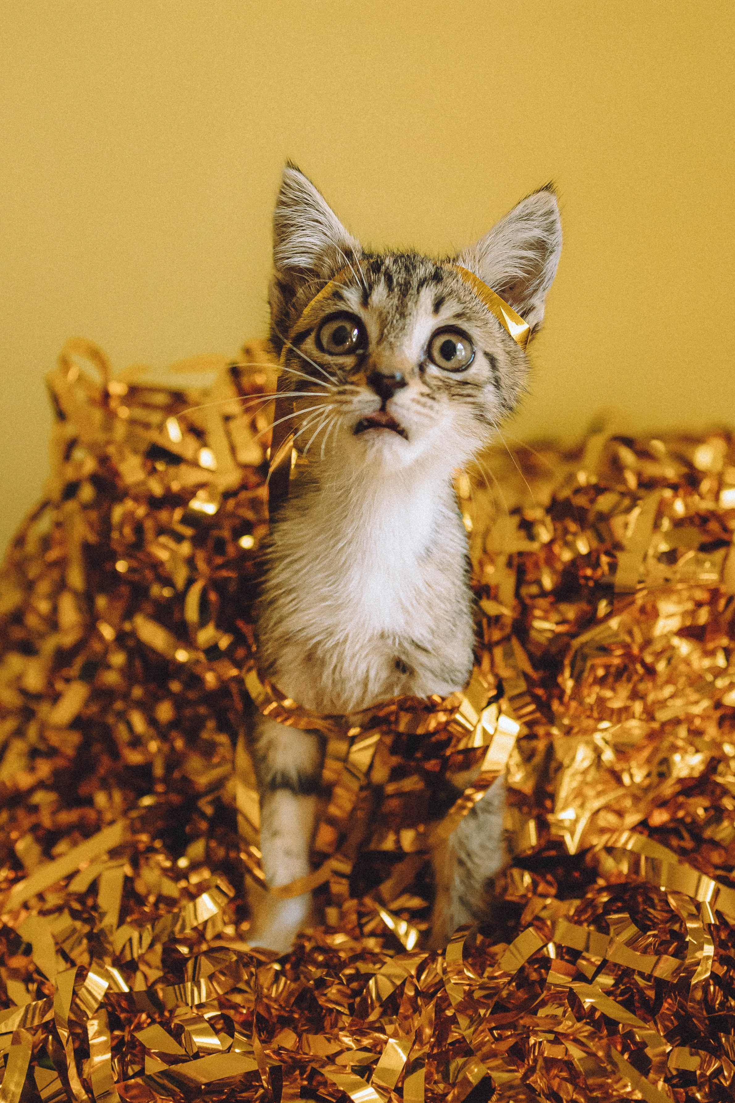 Более 30 идей для фотосессии с котенком