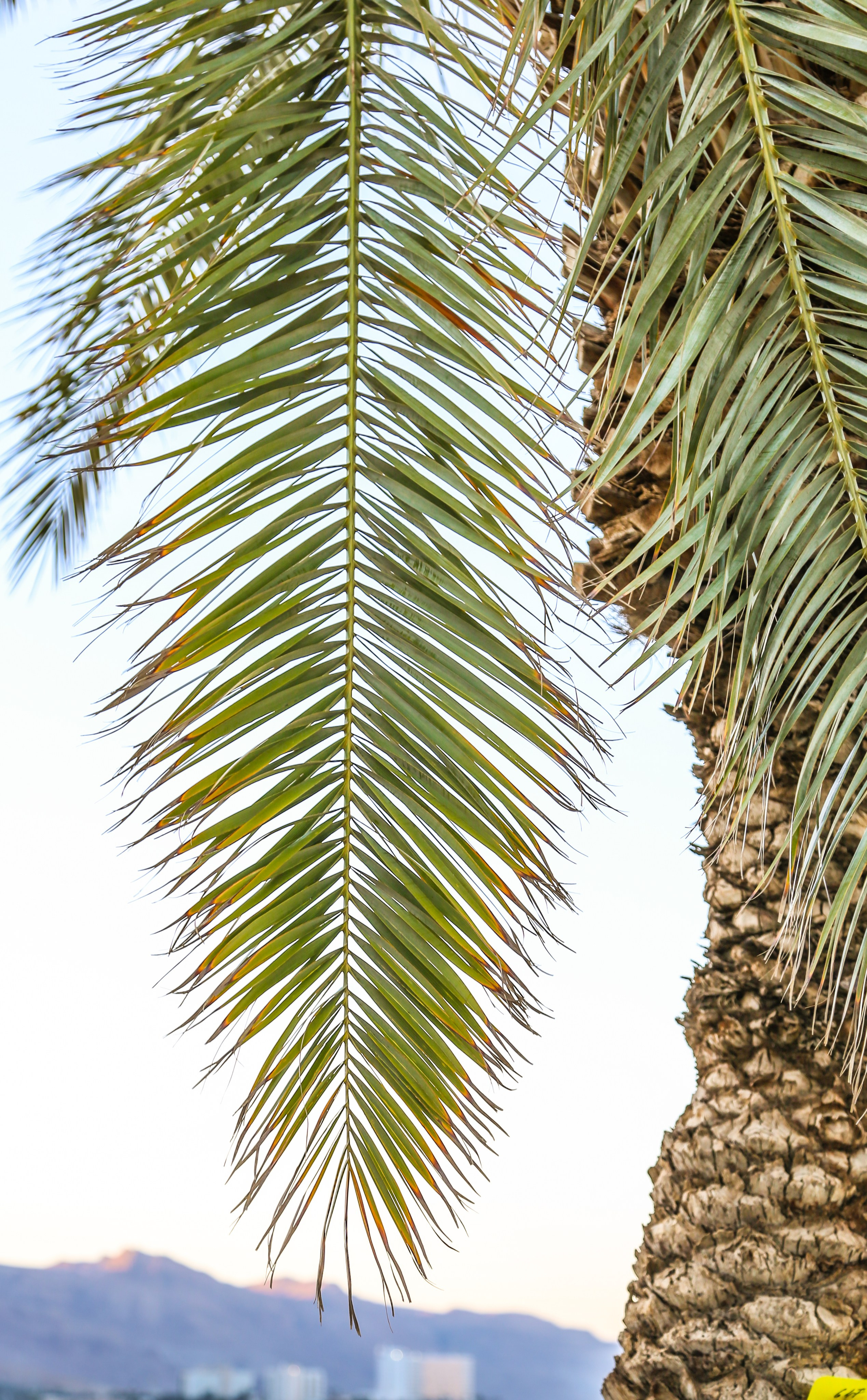 Израиль: «Под небом голубым есть город золотой…». Дарья Письменюк / Darya Leitstern — фотограф, музыкант, журналист, путешественник