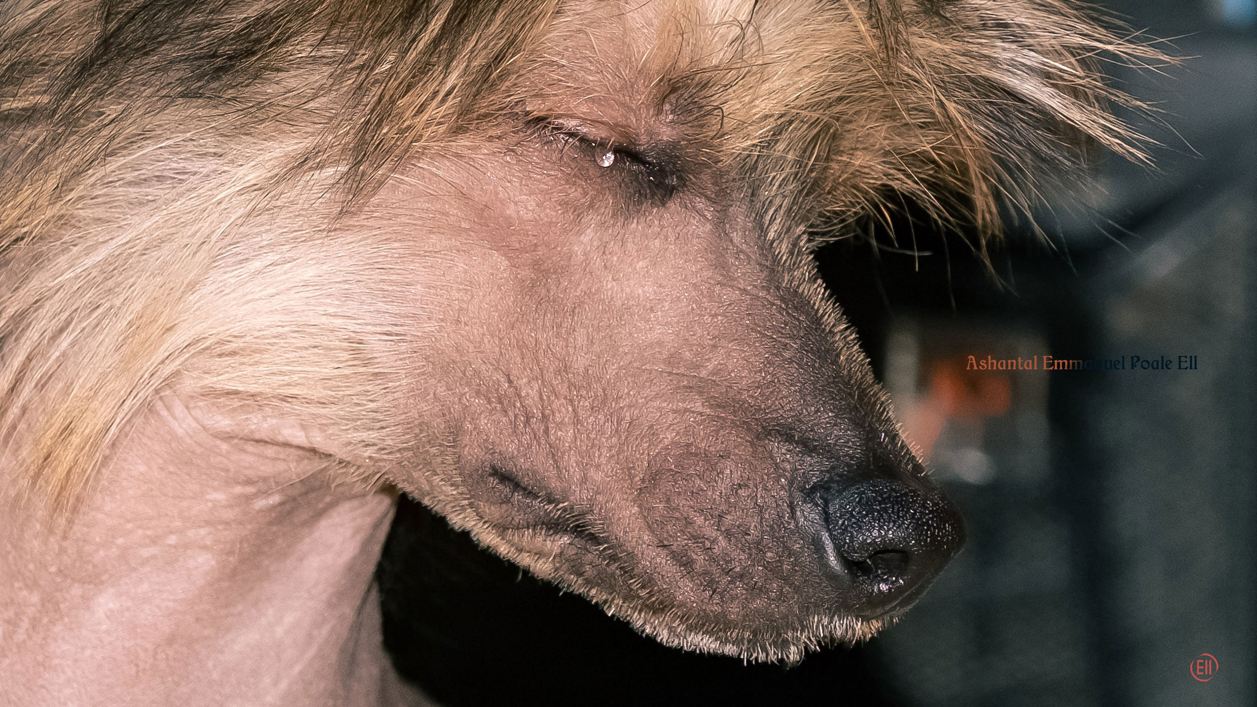 Ashantal Emmanuel Poale Ell. Chinese Crested Dog Kennel Poale Ell