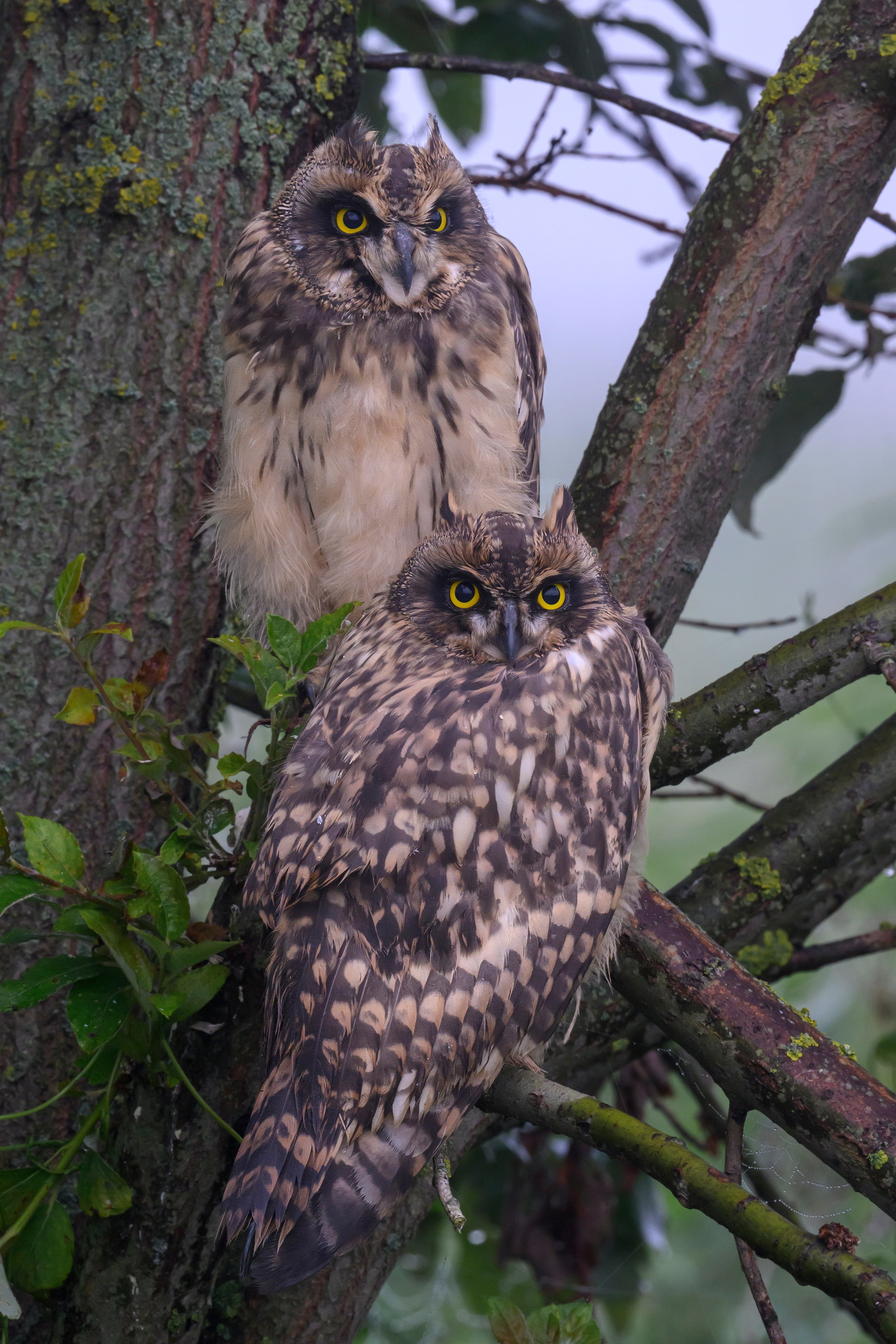Охота совы и три совенка. Owl hunting and three owlets. Фотограф Сергей Пупонин