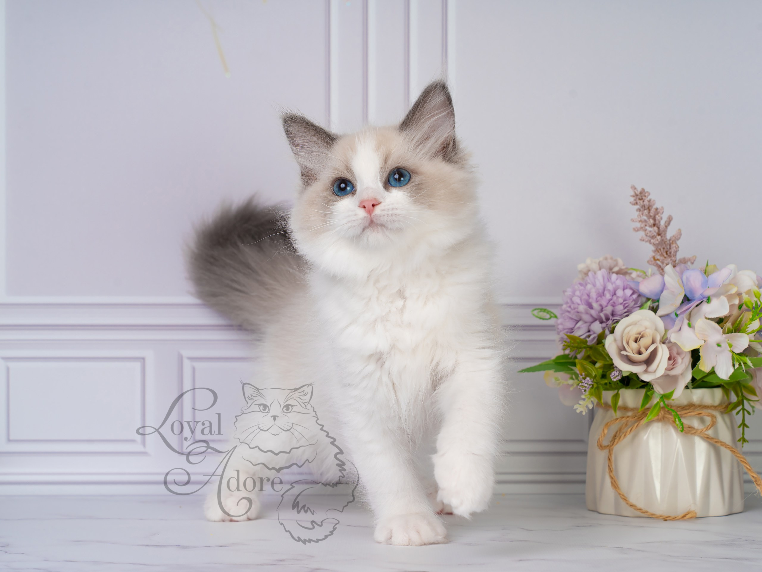 Котята рэгдолл от Loyal Adore. Питомник рэгдолл Loyal Adore