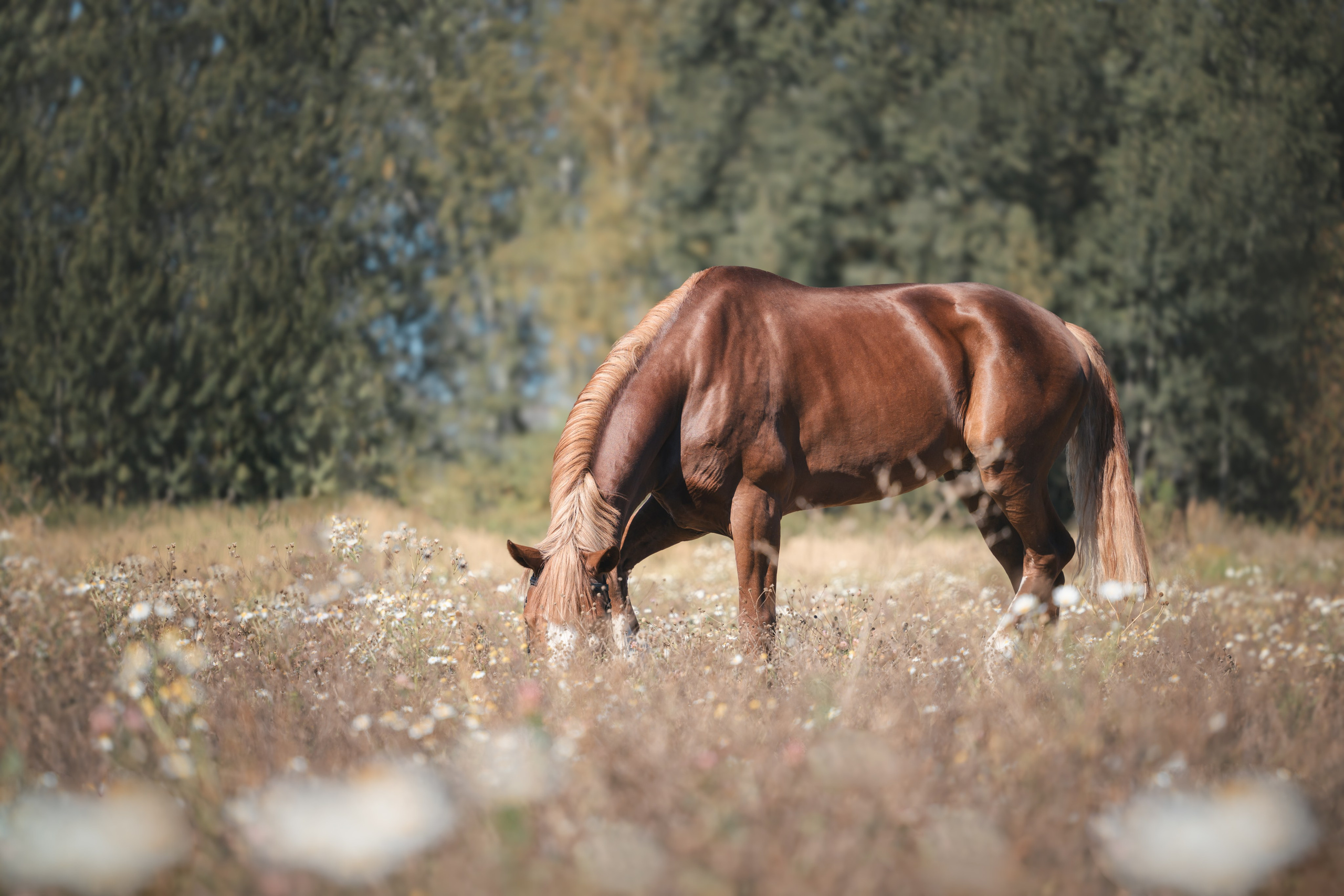 Фотограф Анималист в Москве Анастасия Жучкова