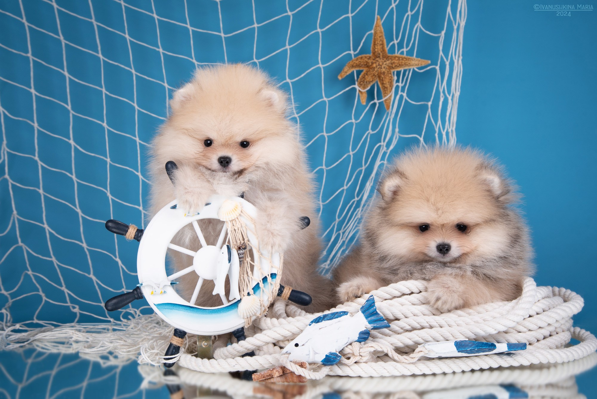 Фотосессия щенков на фонах. Фотограф собак в Москве и Московской области Иванушкина Мария