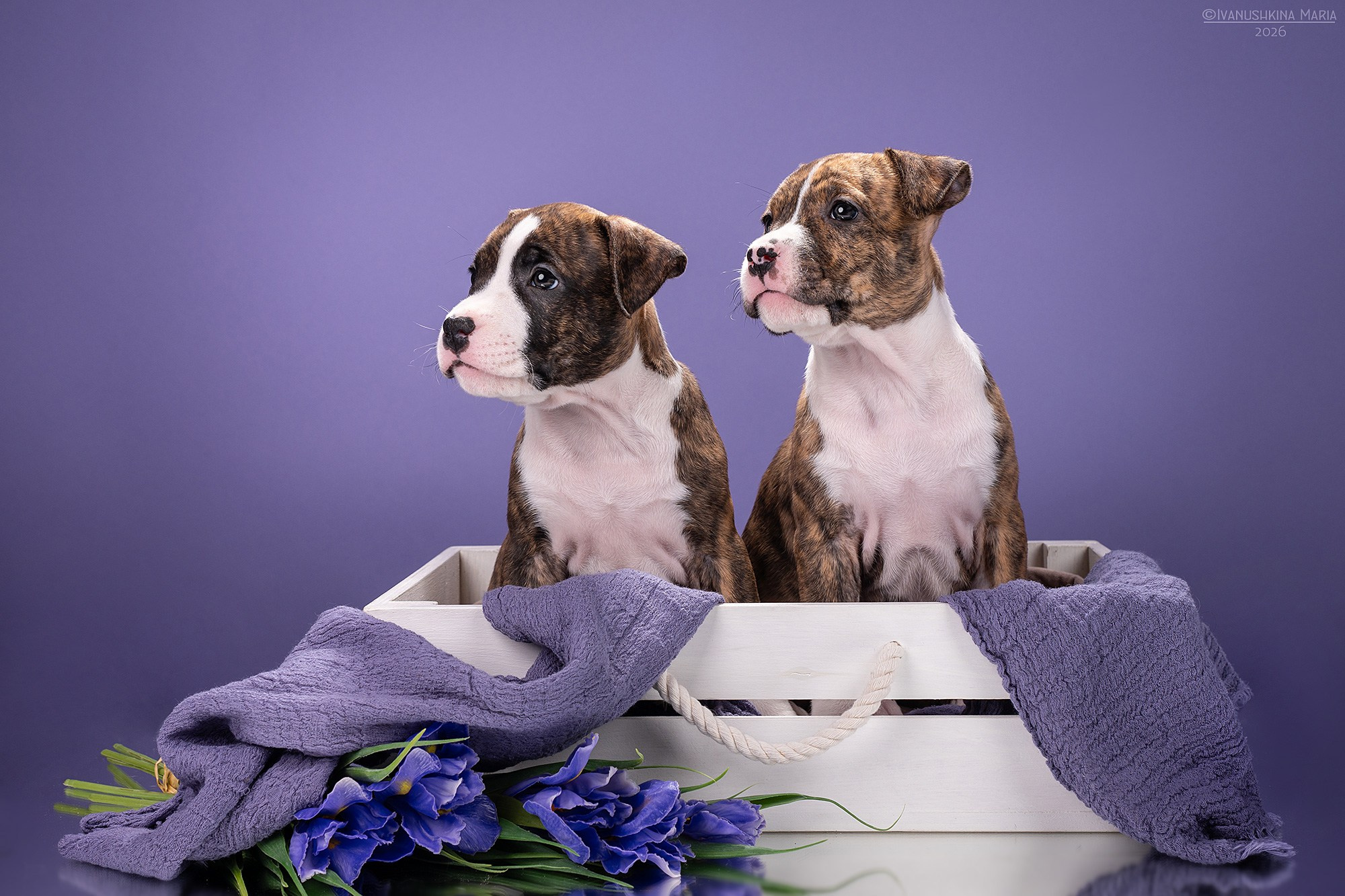 Фотосессия щенков на фонах. Фотограф собак в Москве и Московской области Иванушкина Мария