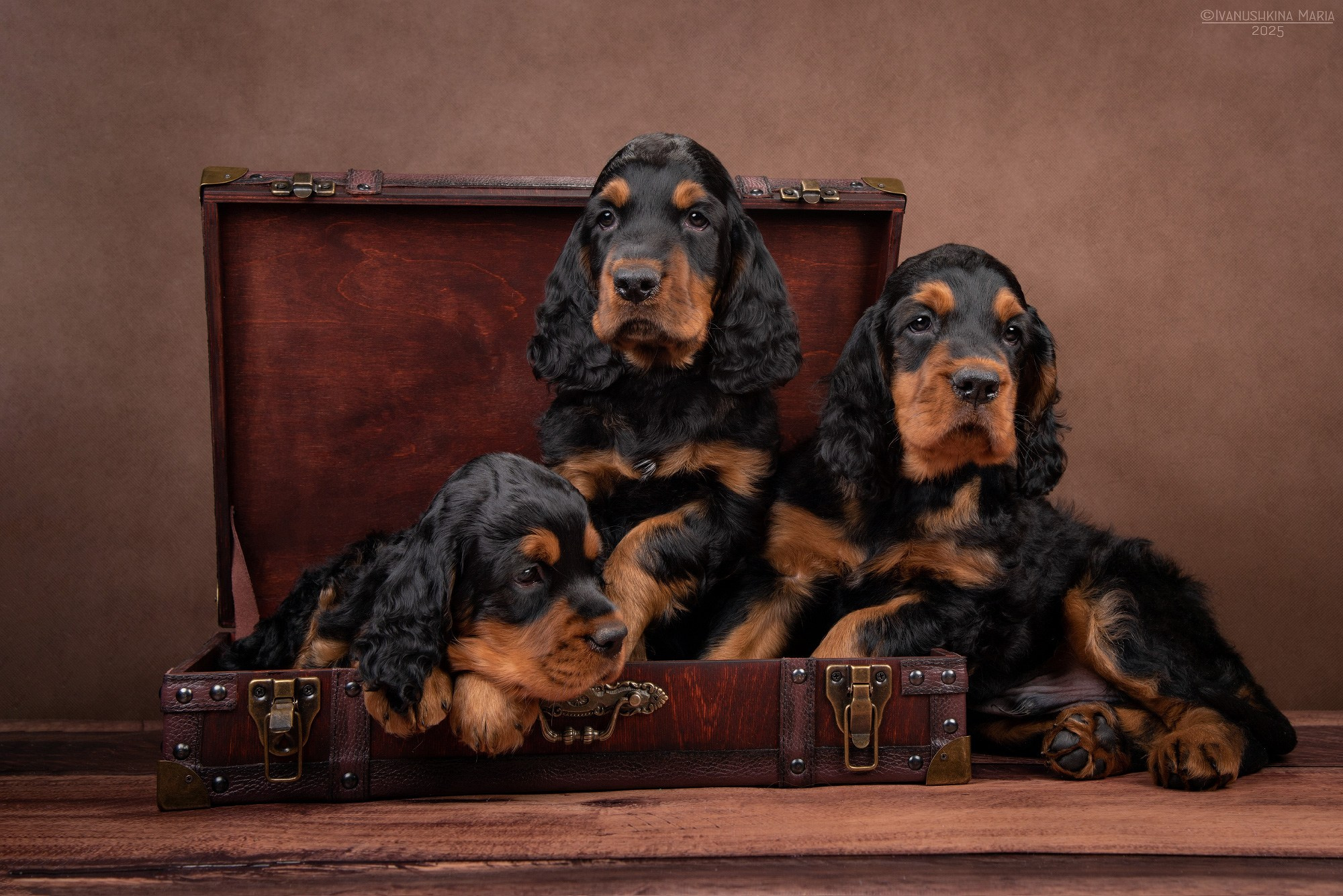 Фотосессия щенков на фонах. Фотограф собак в Москве и Московской области Иванушкина Мария