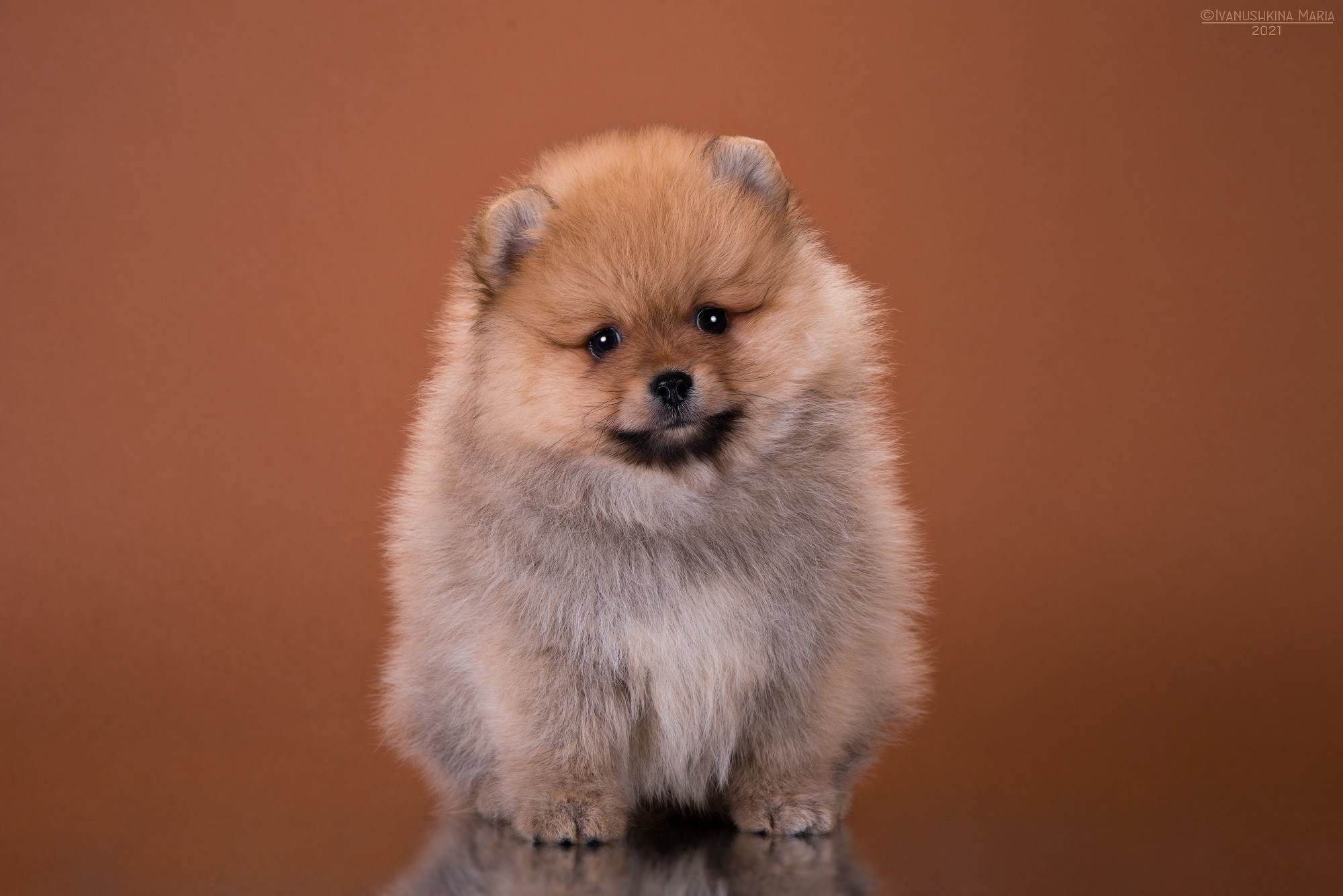 Фотосессия щенков на фонах. Фотограф собак в Москве и Московской области Иванушкина Мария