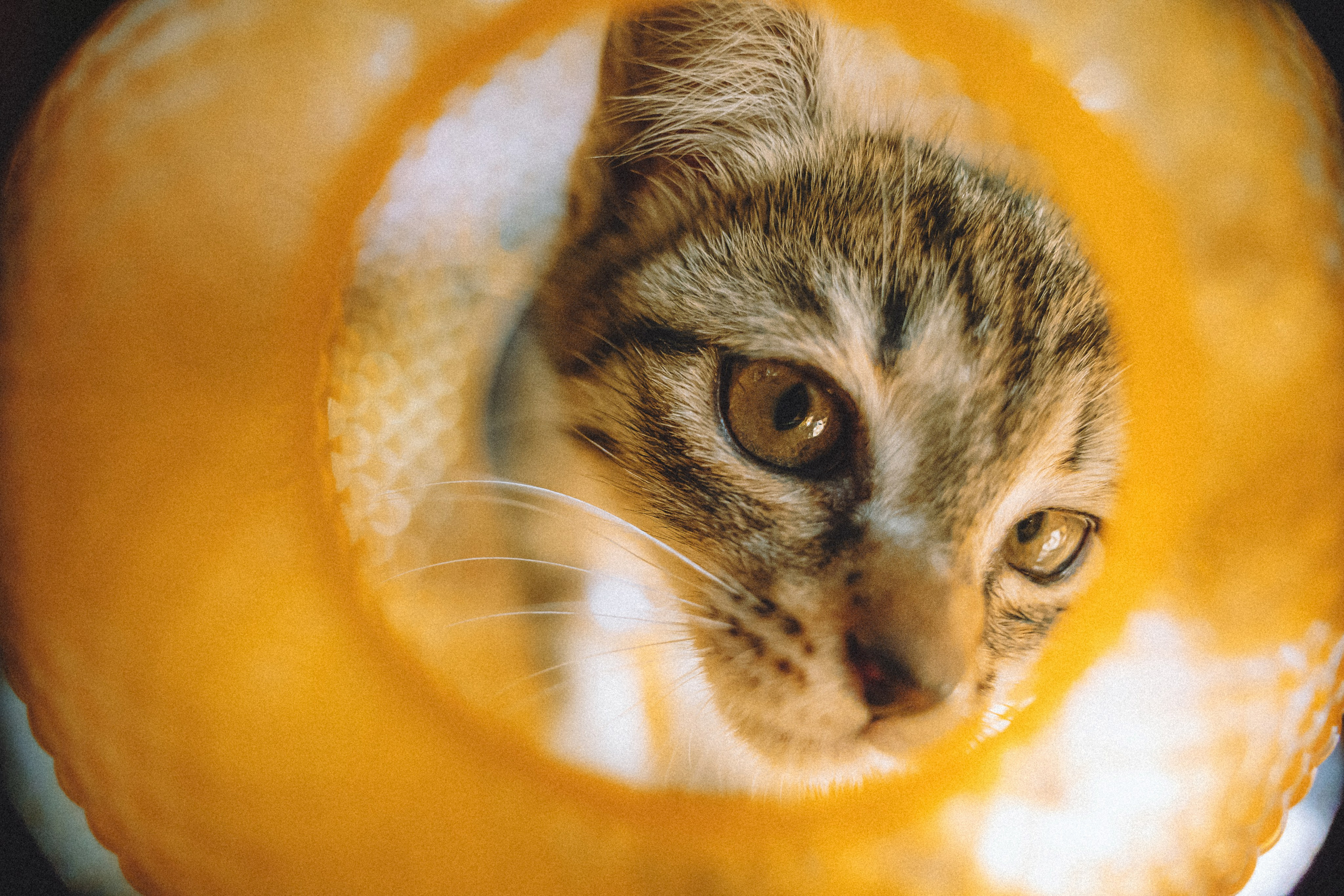 Более 30 идей для фотосессии с котенком