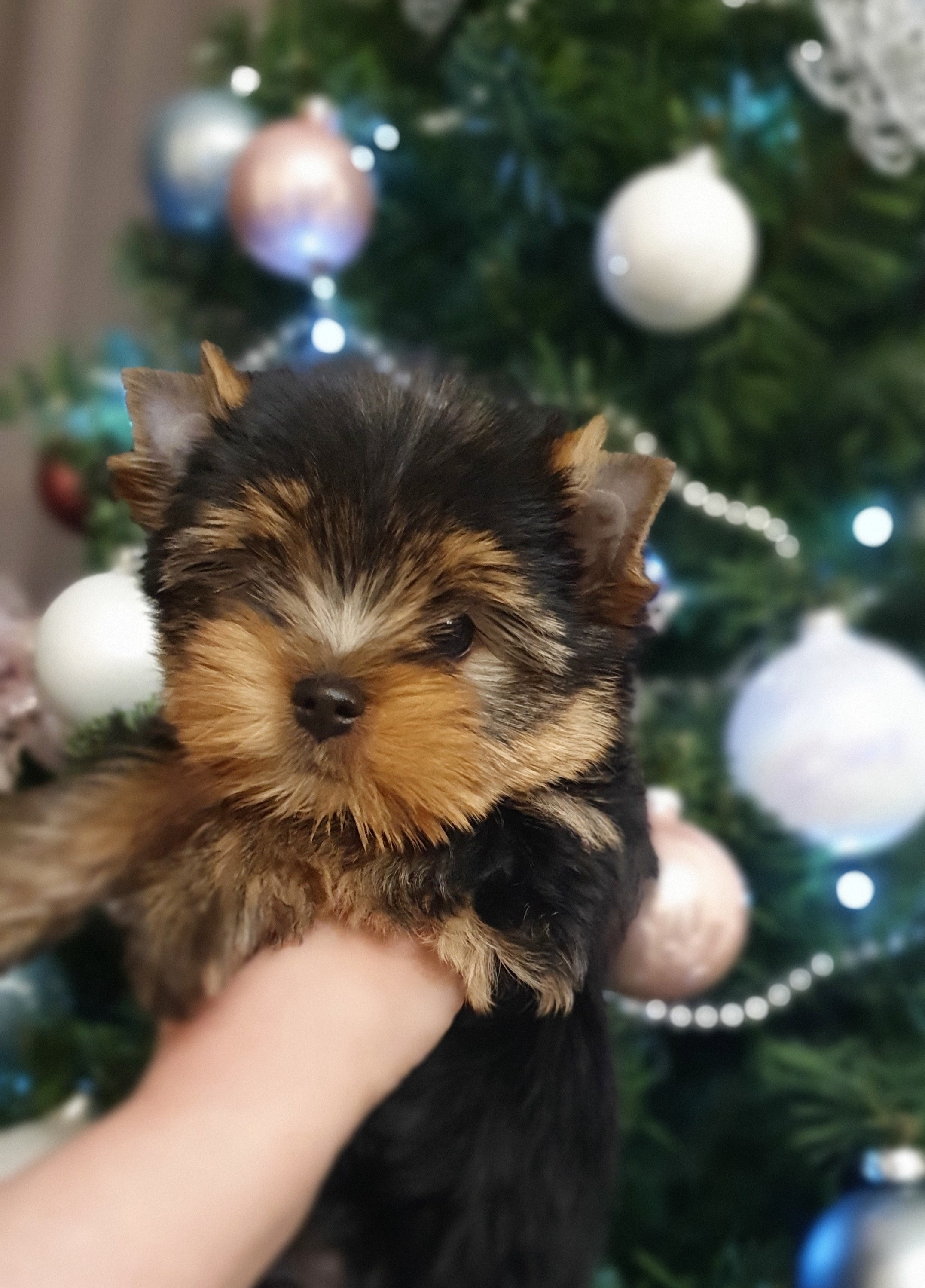 Щенки йоркширского терьера. Питомник Воле'Т Шоу Vole'T Shou. Йоркширский терьер — питомник йоркширских терьеров Vole'T Shou