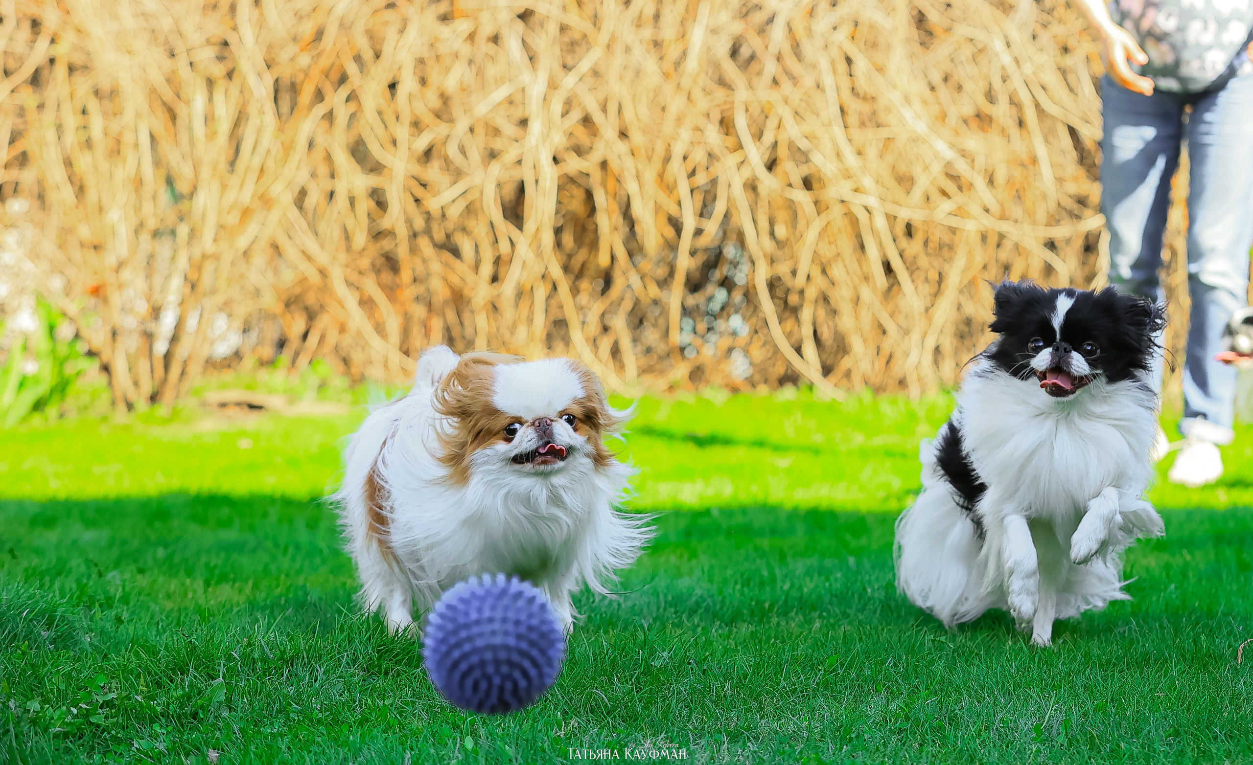 Японский хин, фотография японский хин, собака в цветах, красивая собака, фотограф анималист, фотокурс Анималистика, научиться фотографировать собак, фотограф Новосибирск