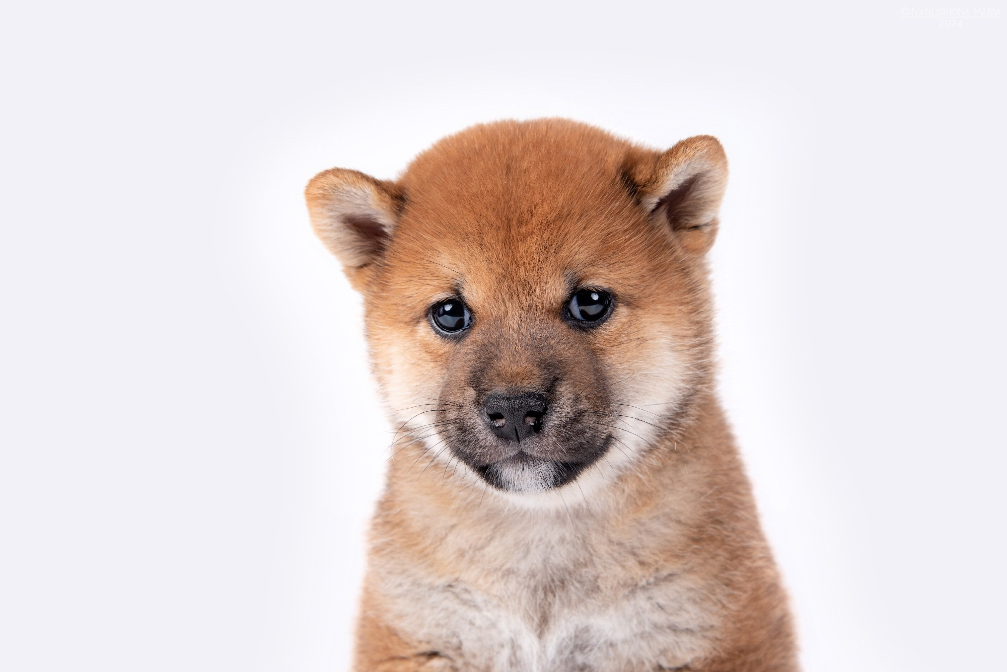 Фотосессия щенков на фонах. Фотограф собак в Москве и Московской области Иванушкина Мария