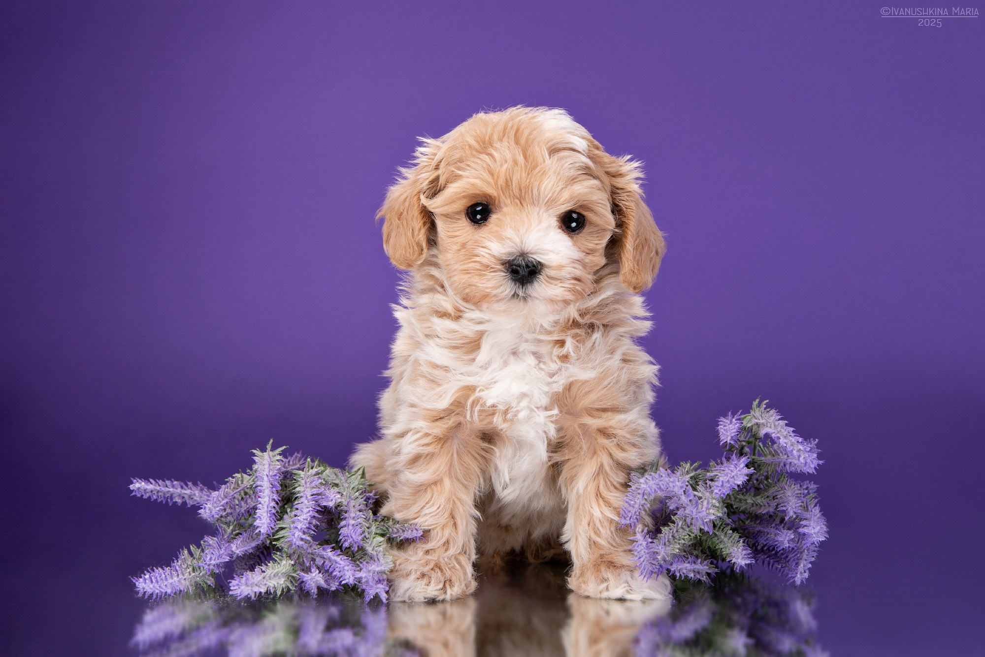 щенок мальтипу