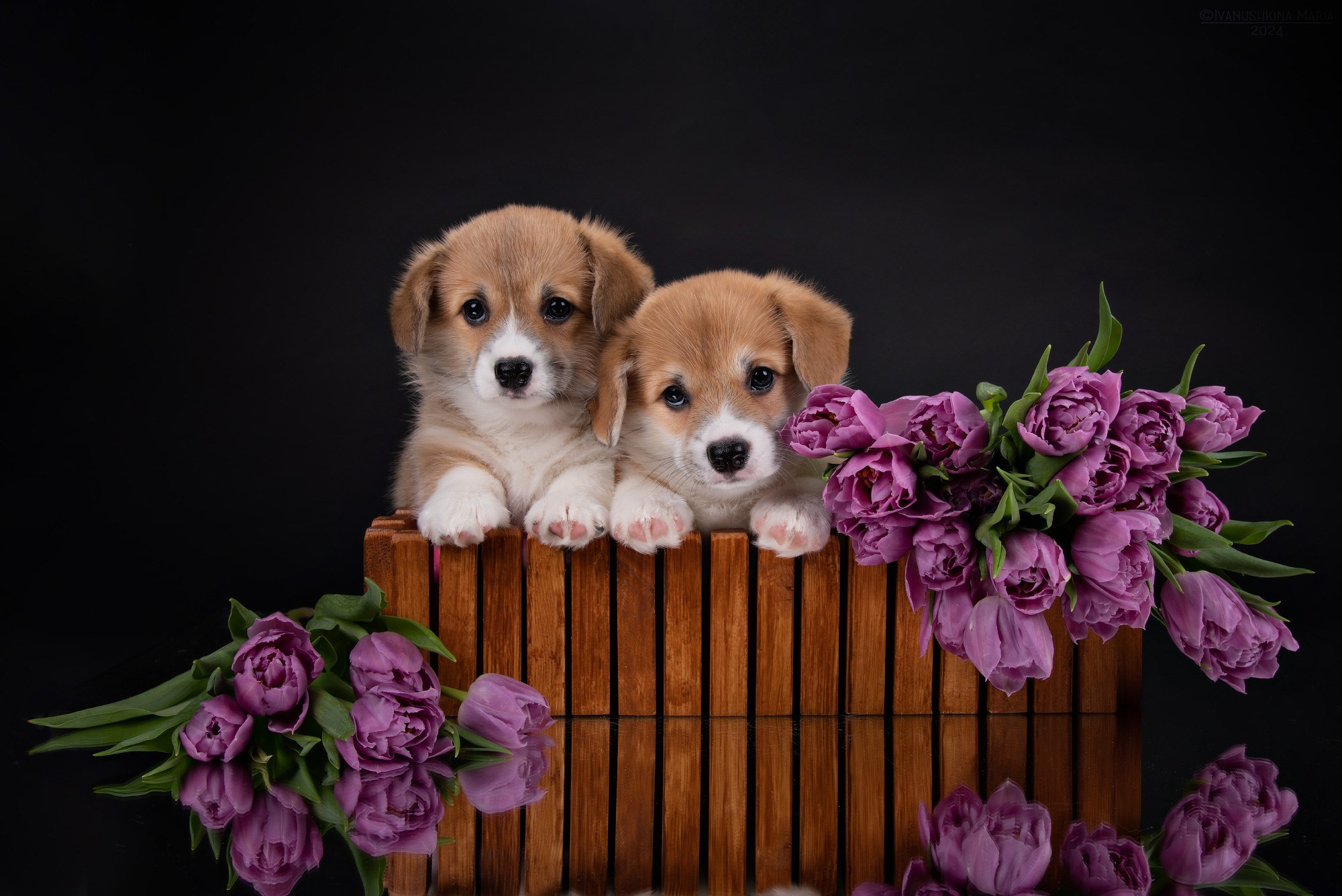 щенки корги с цветами