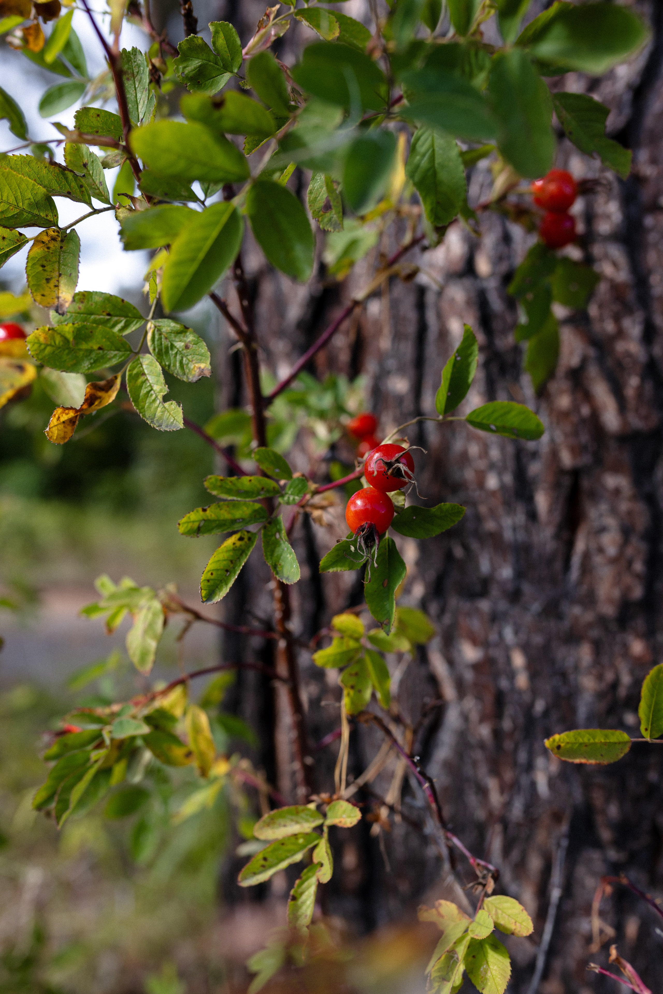 Парк-отель «Порт Михалёв». Интерьерный, предметный и контент фотограф в Иркутске Наталья Карпова