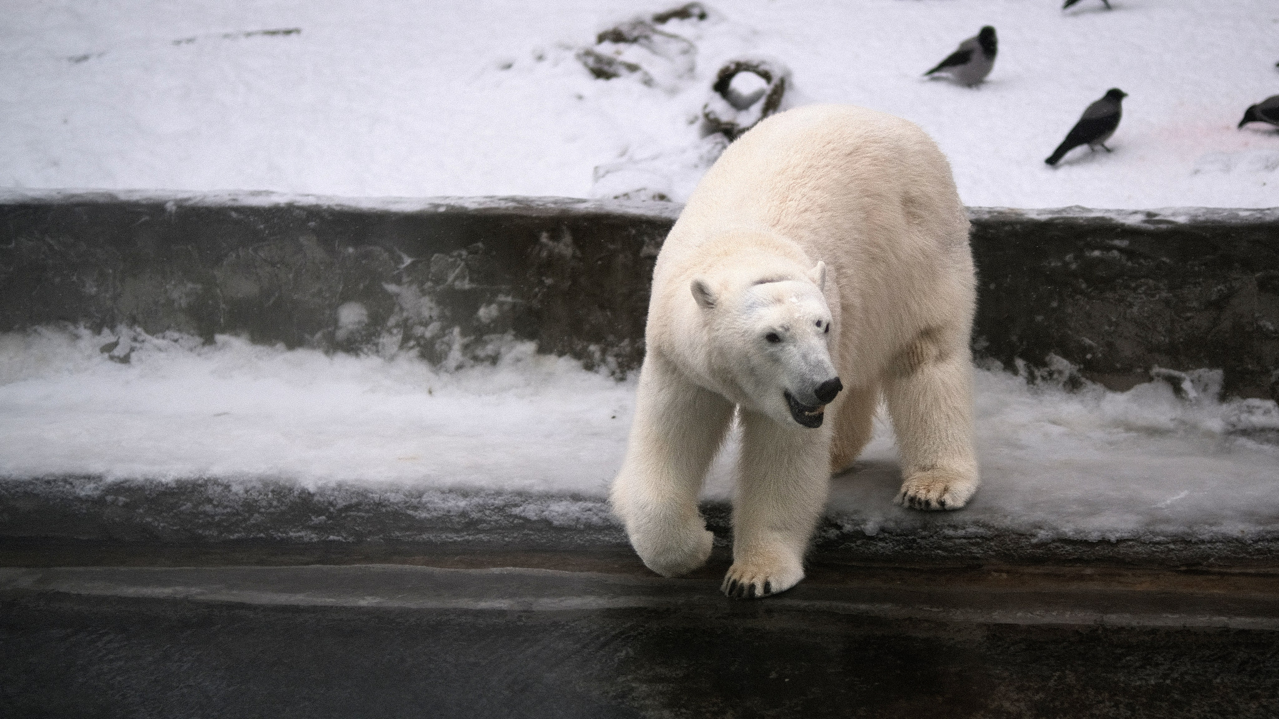 Белый медведь в Московском зоопарке зимой, арктический хищник в зимнем вольере