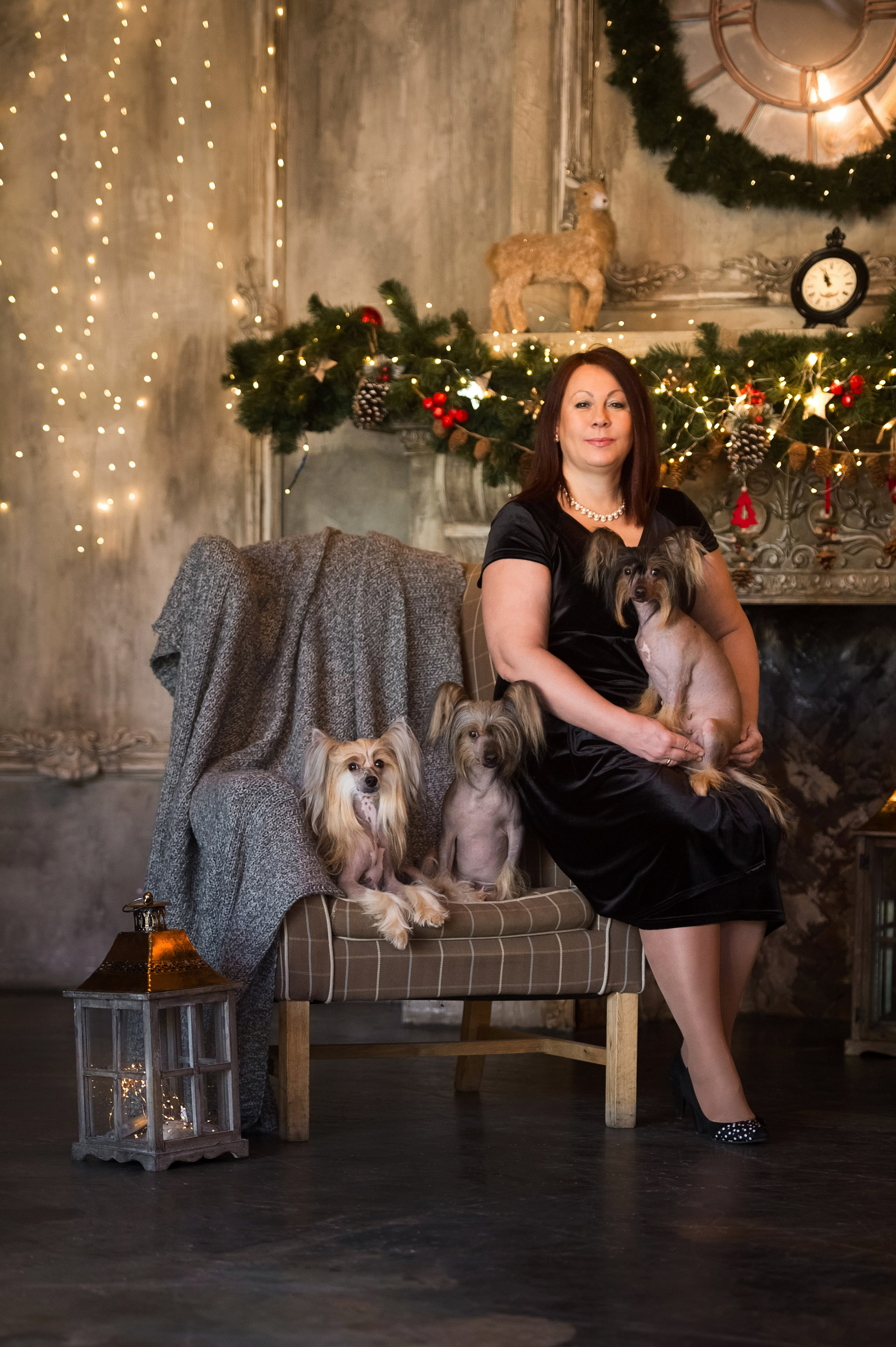 Alfa Laval De lux Supernova. Питомник китайских хохлатых собак Poale Ell: купить щенка в питомнике