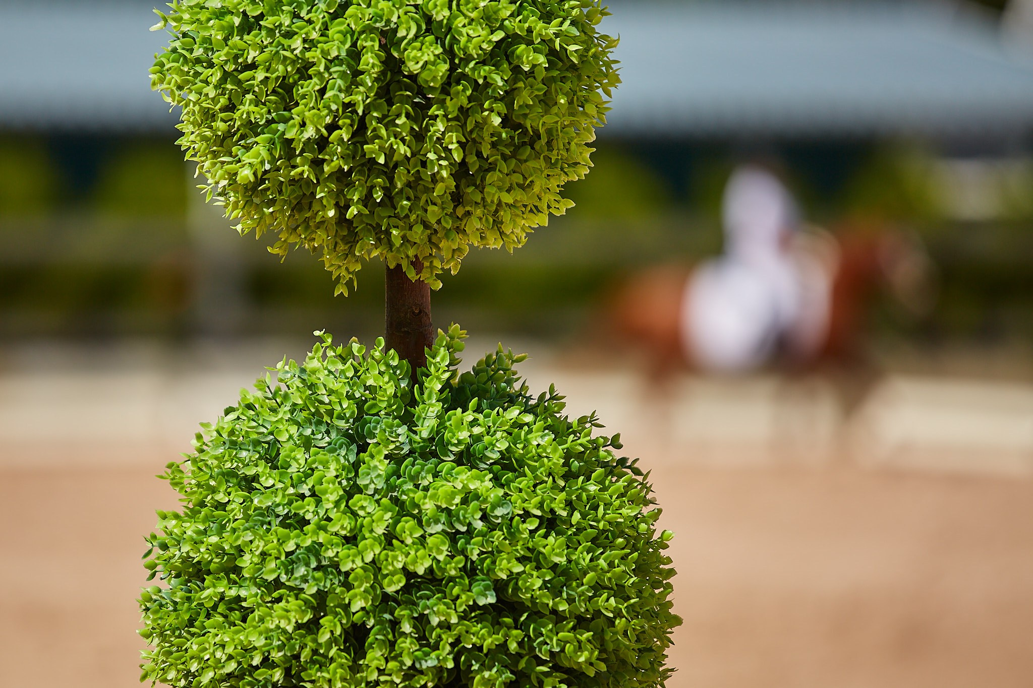 Выездка в WINNER