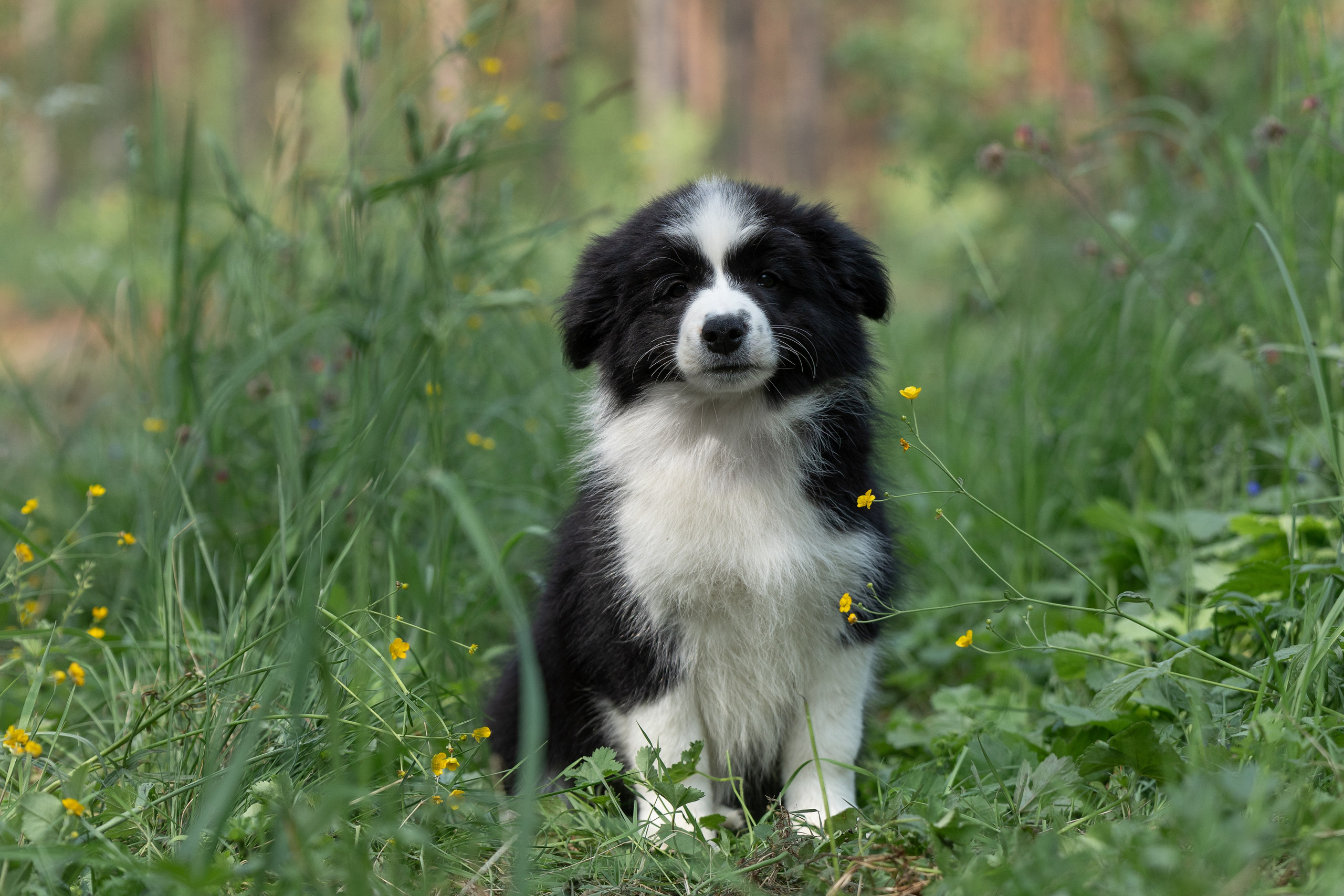 Бордеры. Купить щенка Вельш-корги-кардиган в семейном питомнике — Ice Fantasy