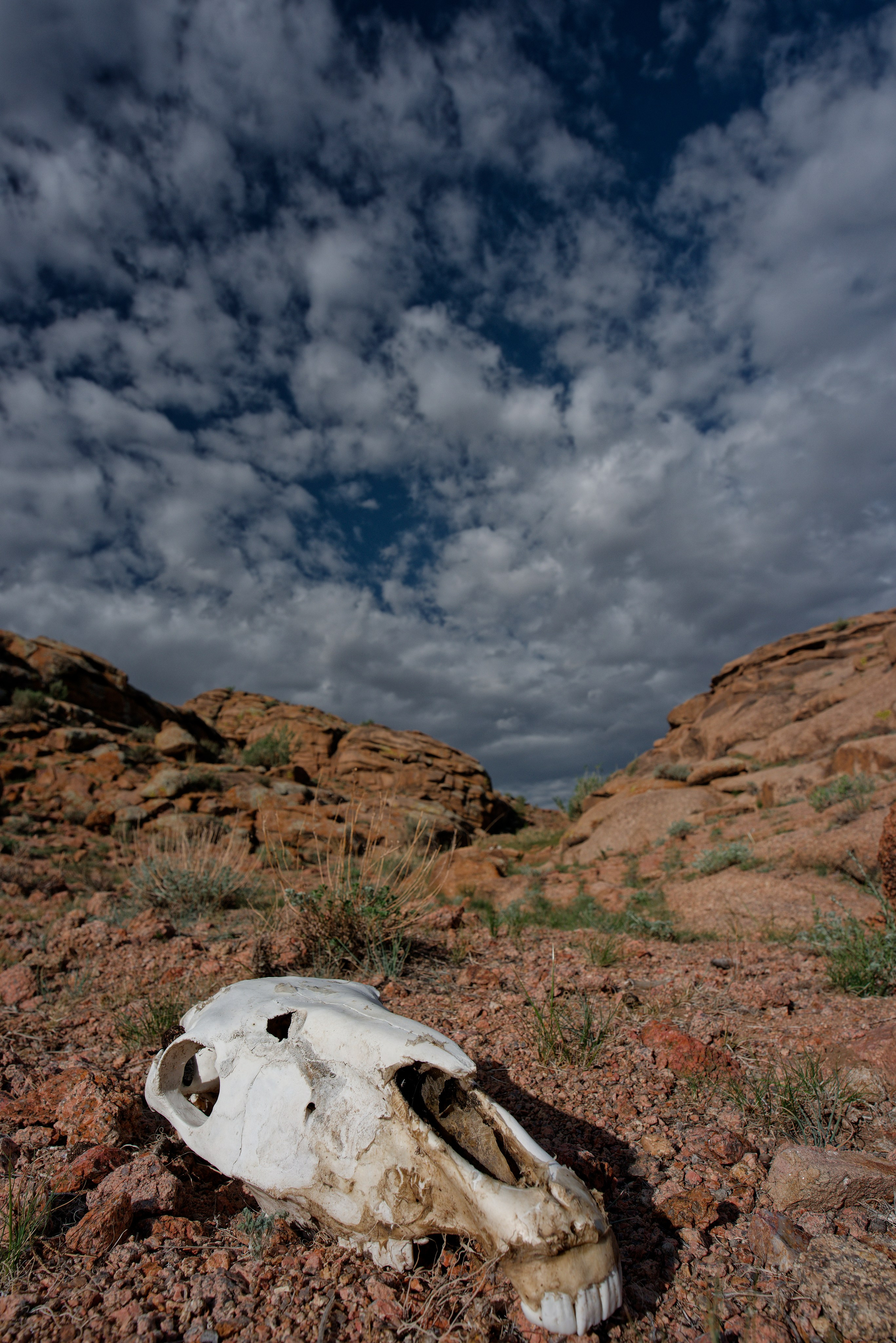 Экспедиция в Монголию (котловина больших озер). Семоха Валерий. Фотограф