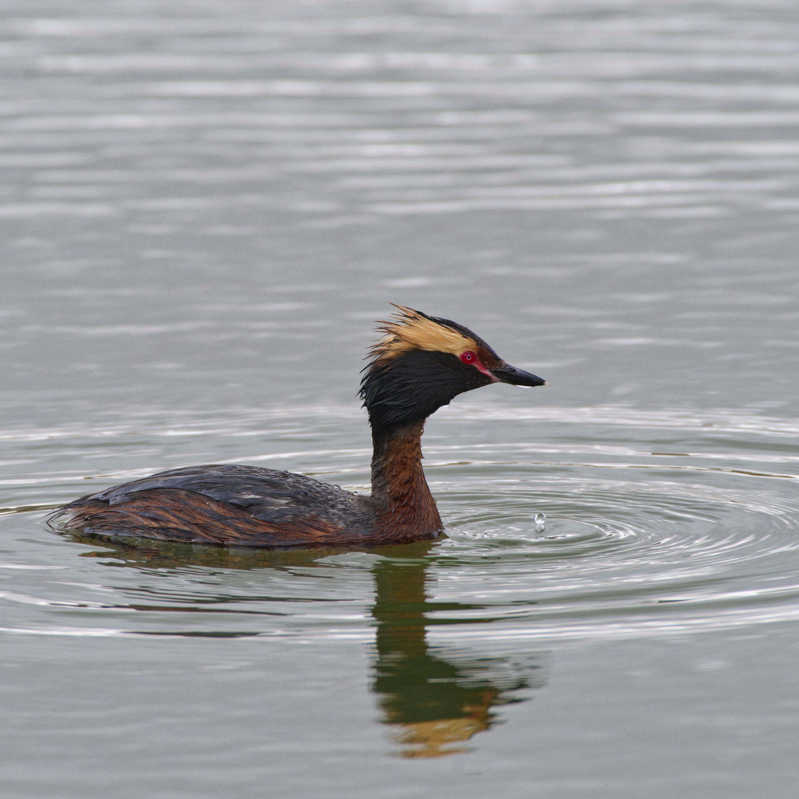 Экспедиция в Монголию (котловина больших озер). Семоха Валерий. Фотограф