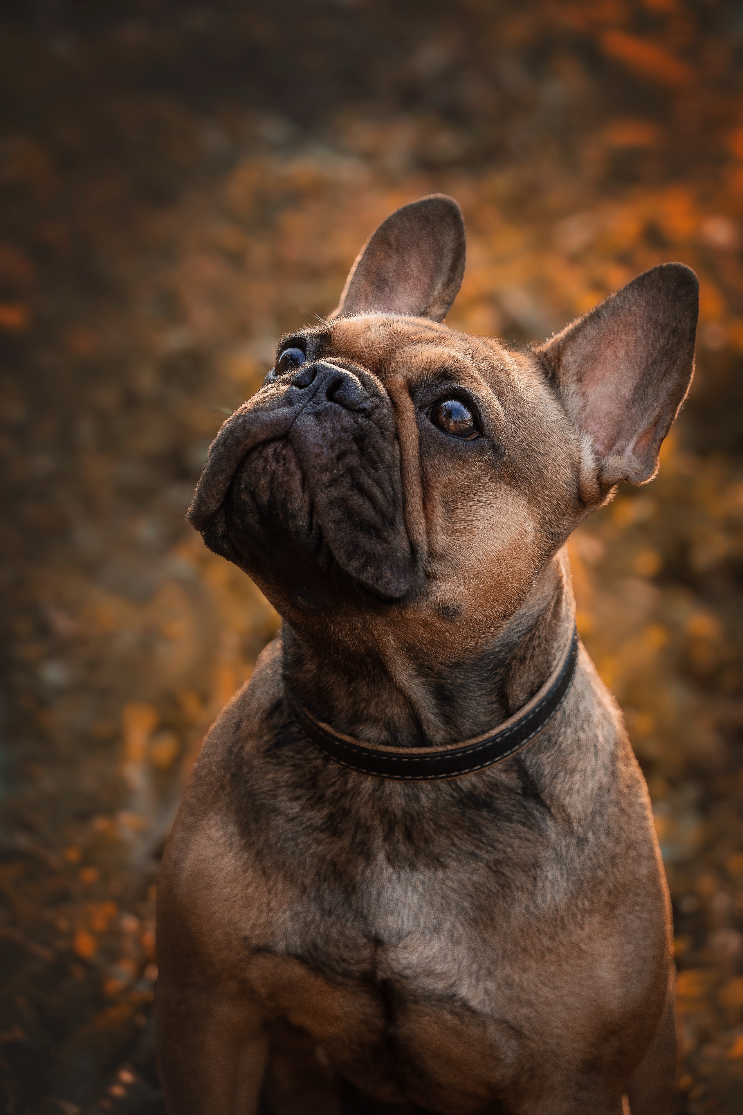 Семейный фотограф анималист г. Находка