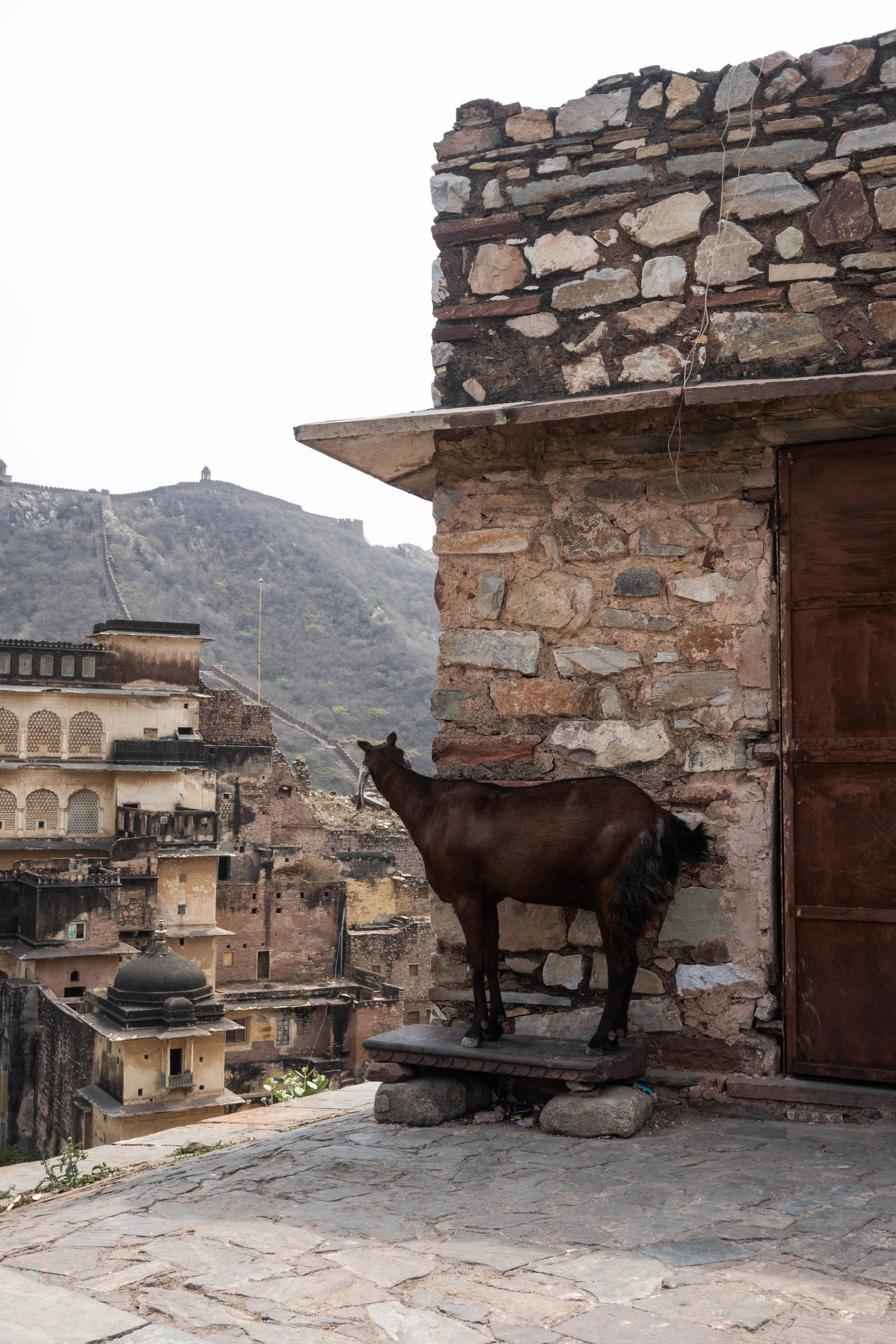 ИНДИЯ. Фотограф Анастасия Броварник в Санкт-Петербурге