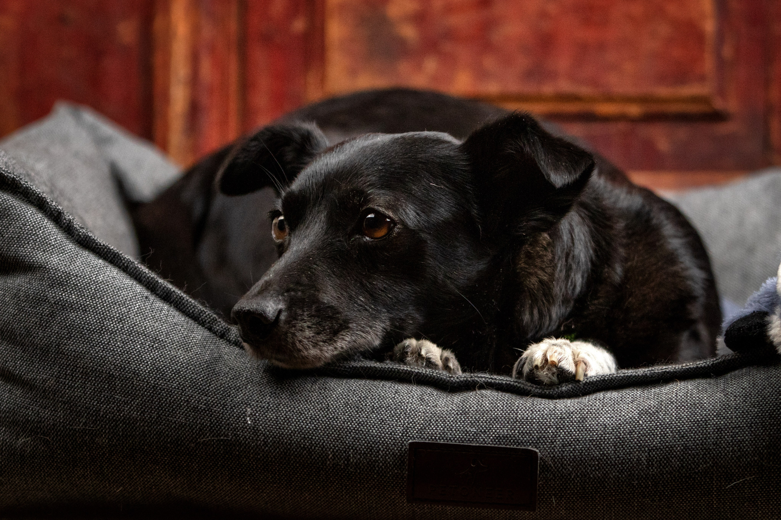 Рождественская история Бусинки. Фотограф-анималист Юлия Зубкова