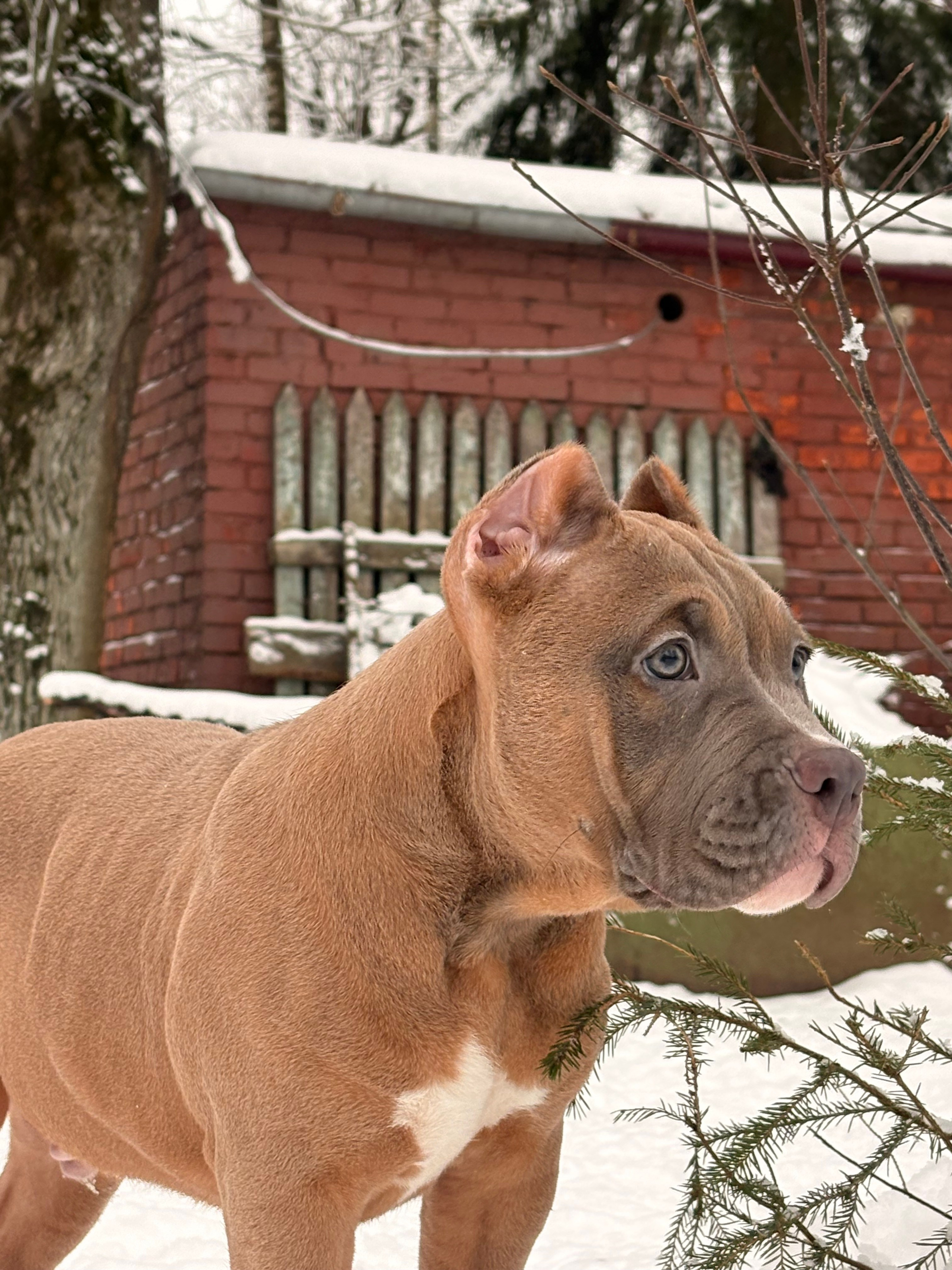 SANGRES FRESCA | Питомник американских булли в Москве и Московской области