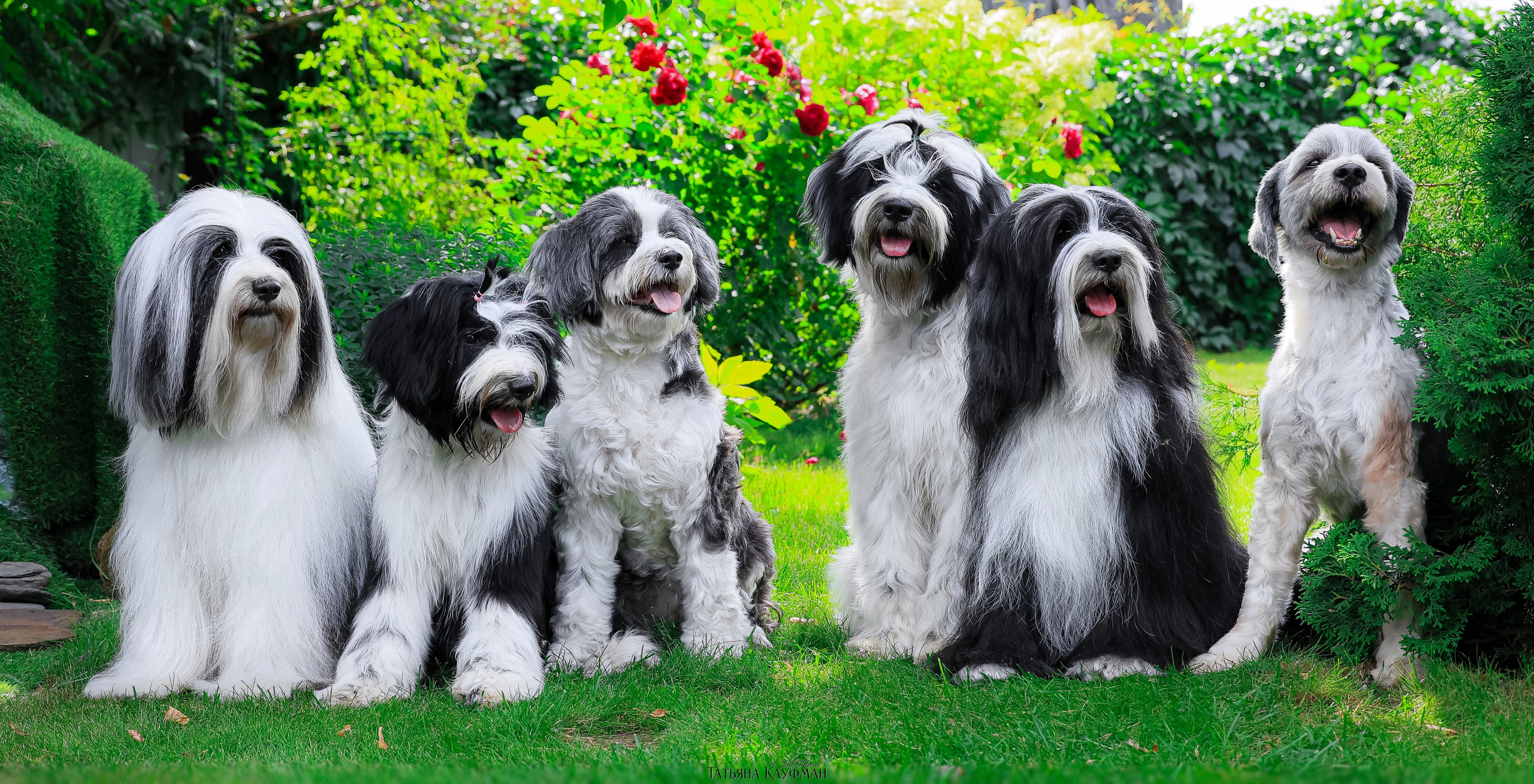 Тибетские терьеры. Фотограф Анималист из Новосибирска Татьяна Кауфман