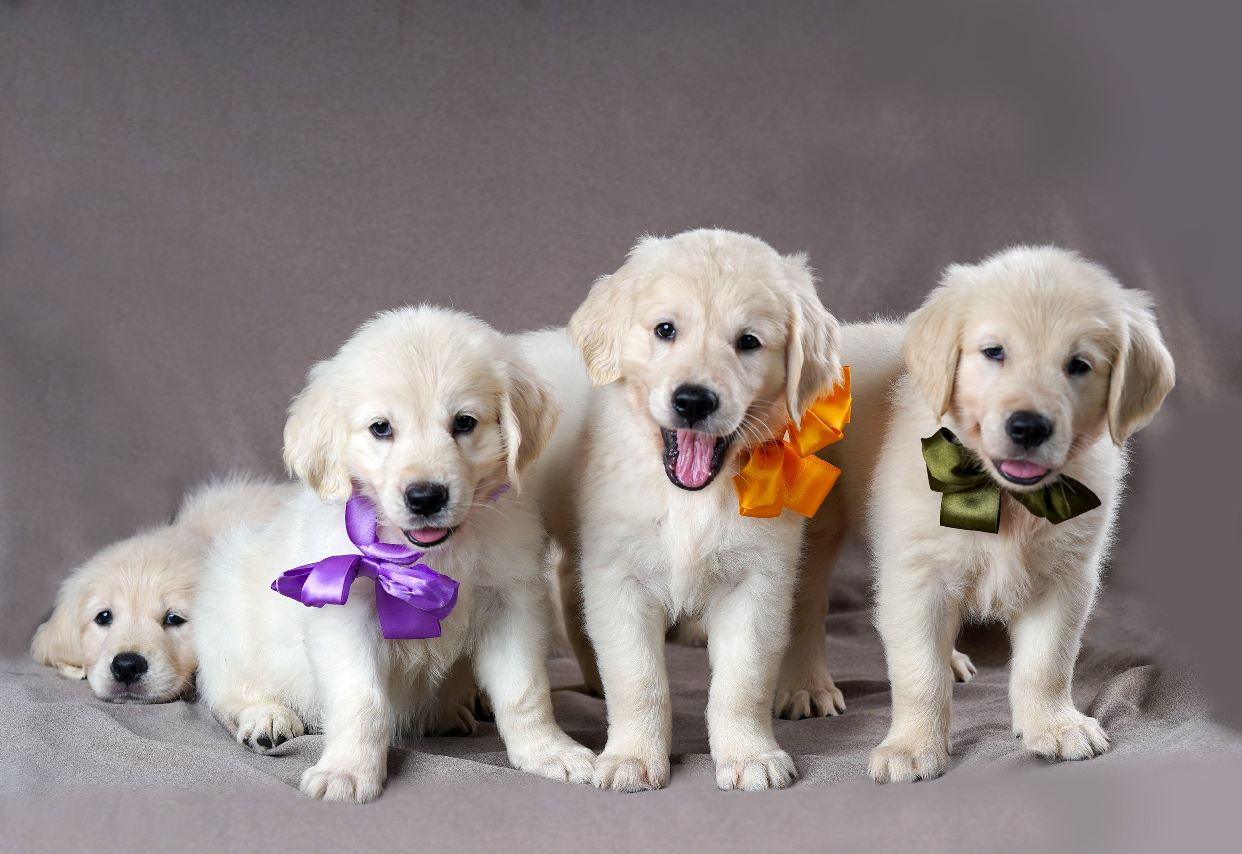 съемка собак, съемка щенков , съемка собак для авито, съемка щенков для авито, грумминг, фотограф животных. фотограф собак,съемка собак Нижний Новгород, съемка собак Бор,