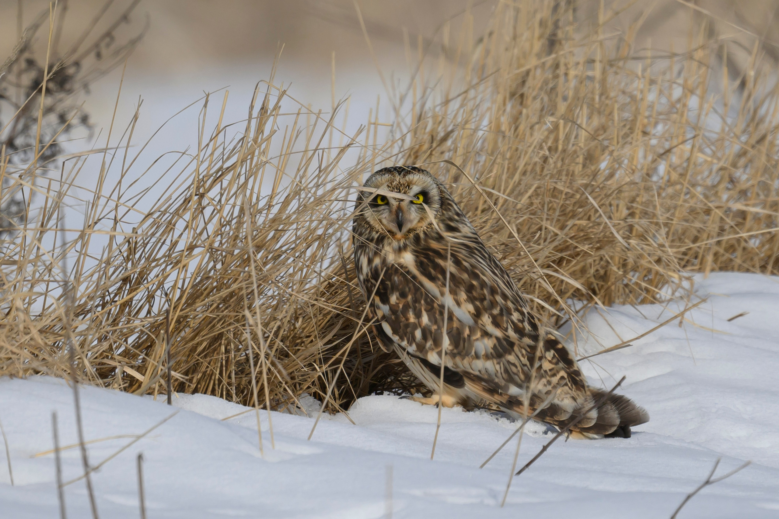 Сова, журавли и свадьба чибисов. Wildlife photography by Sergey Puponin