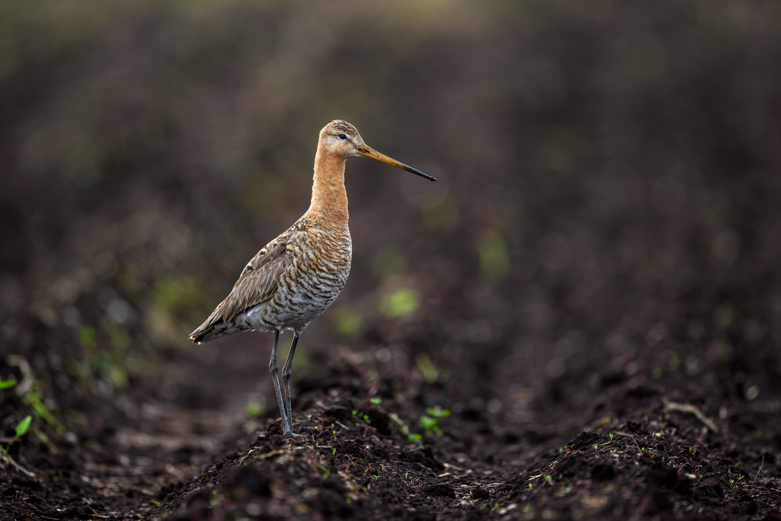 Веретенник и скворцы. Wildlife photography by Sergey Puponin