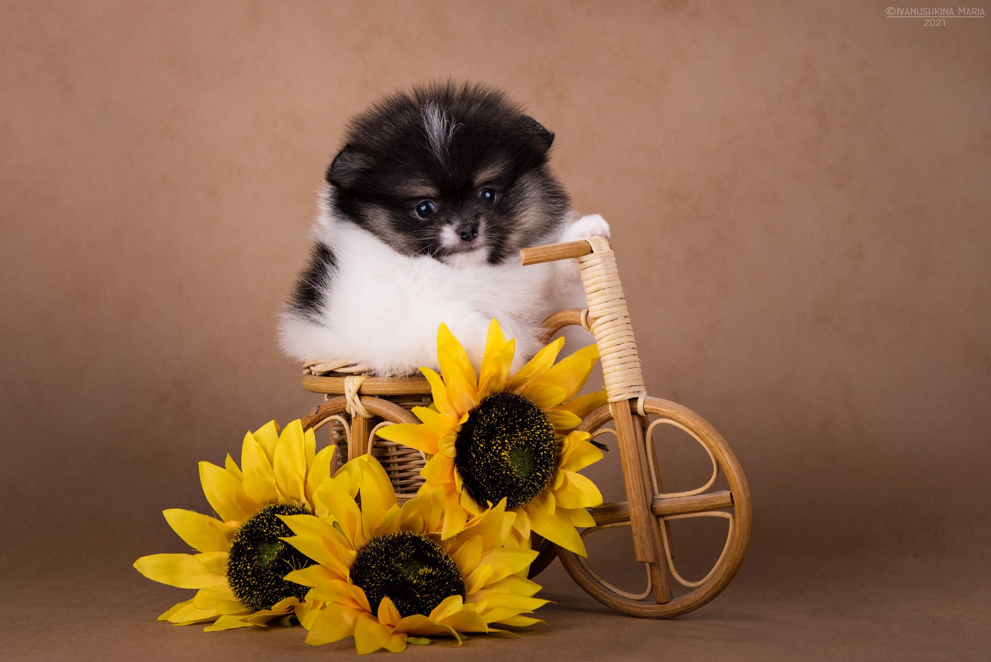 Фотосессия щенков на фонах. Фотограф собак в Москве и Московской области Иванушкина Мария