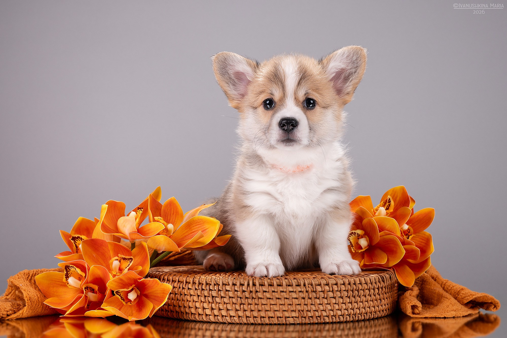 Фотосессия щенков на фонах. Фотограф собак в Москве и Московской области Иванушкина Мария