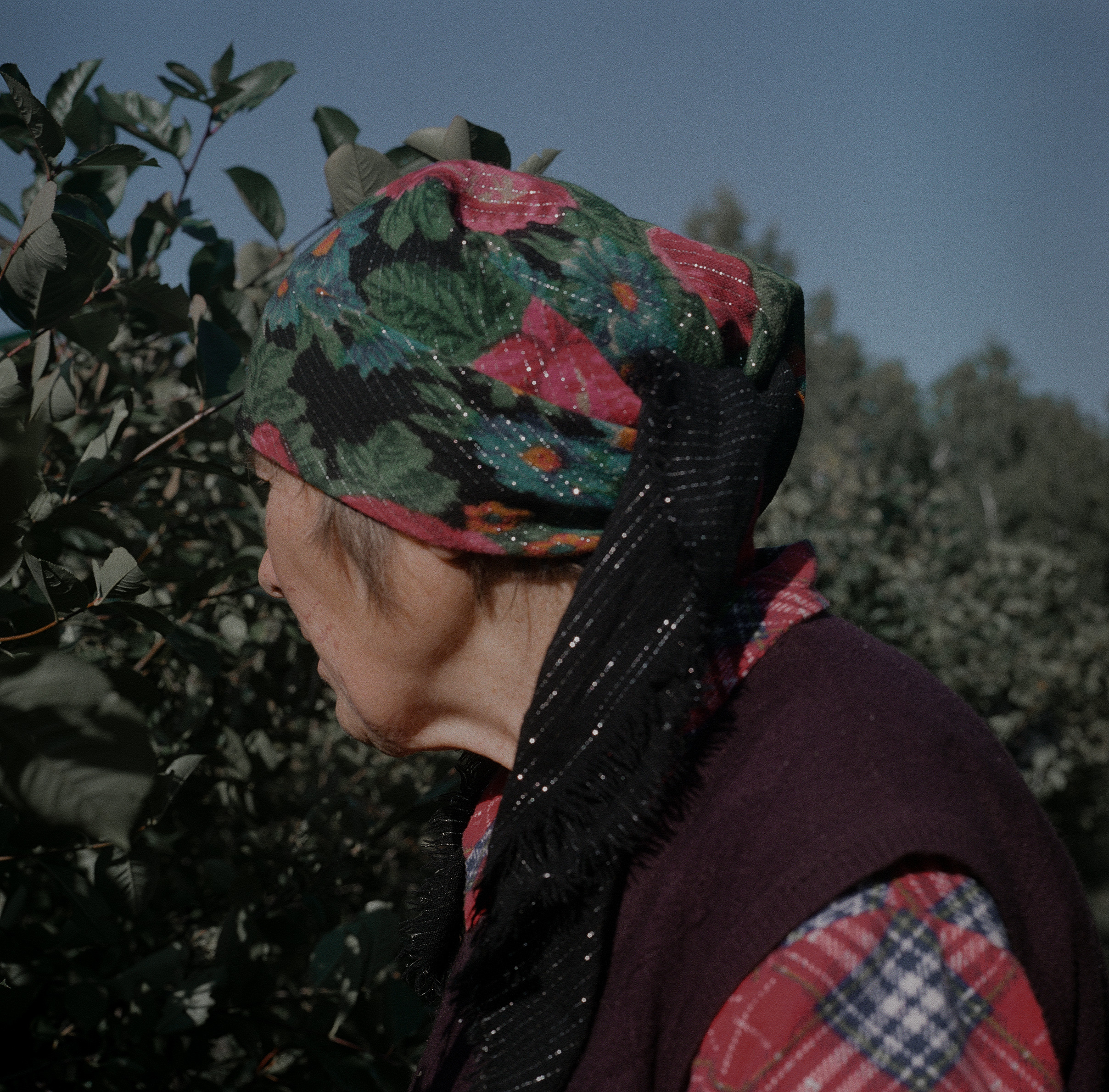 Варварина пустынь. Надежда Крылова