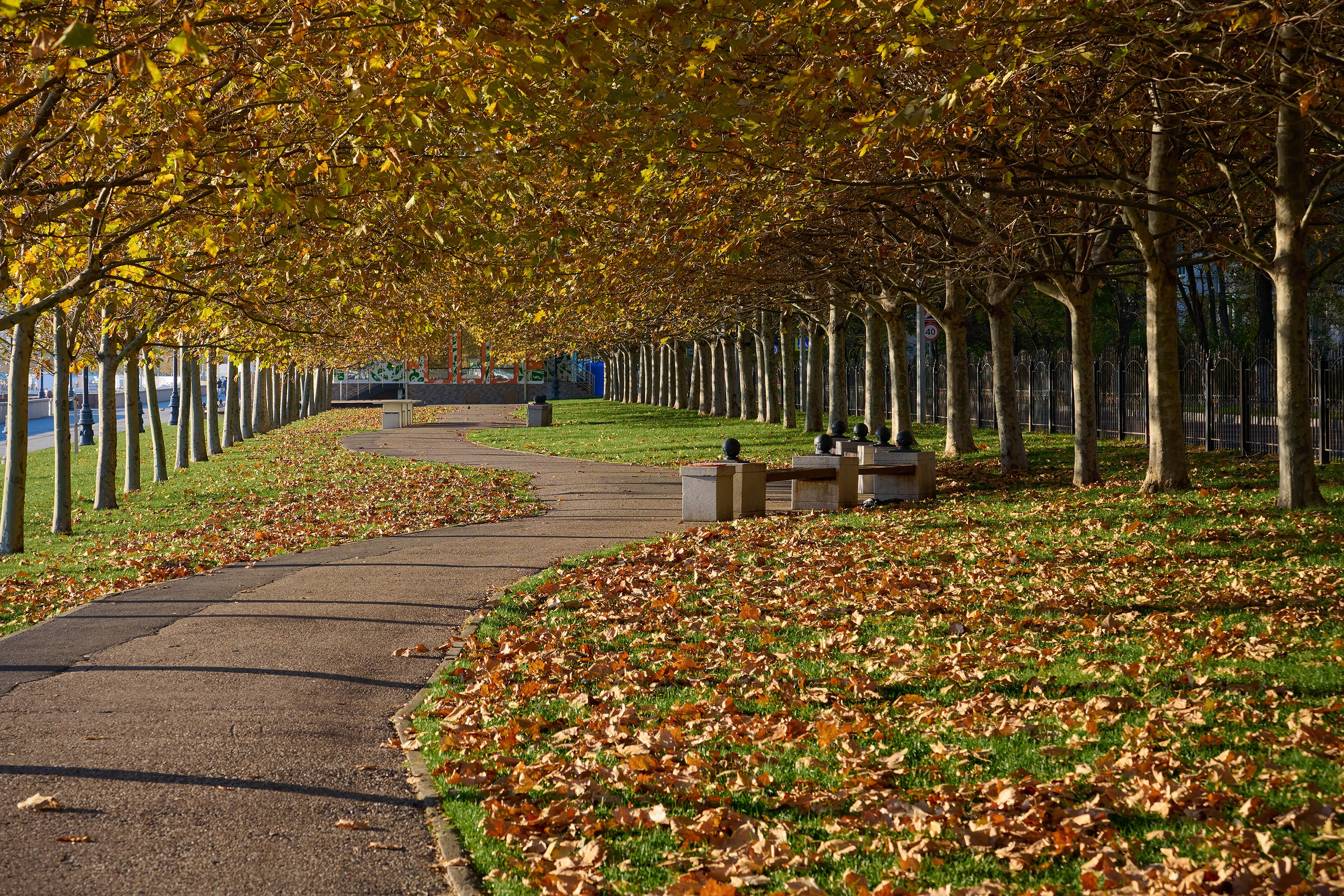 Краснодарский край, локация, фотосессия, набережная, аллея, осень, прогулка, платаны
