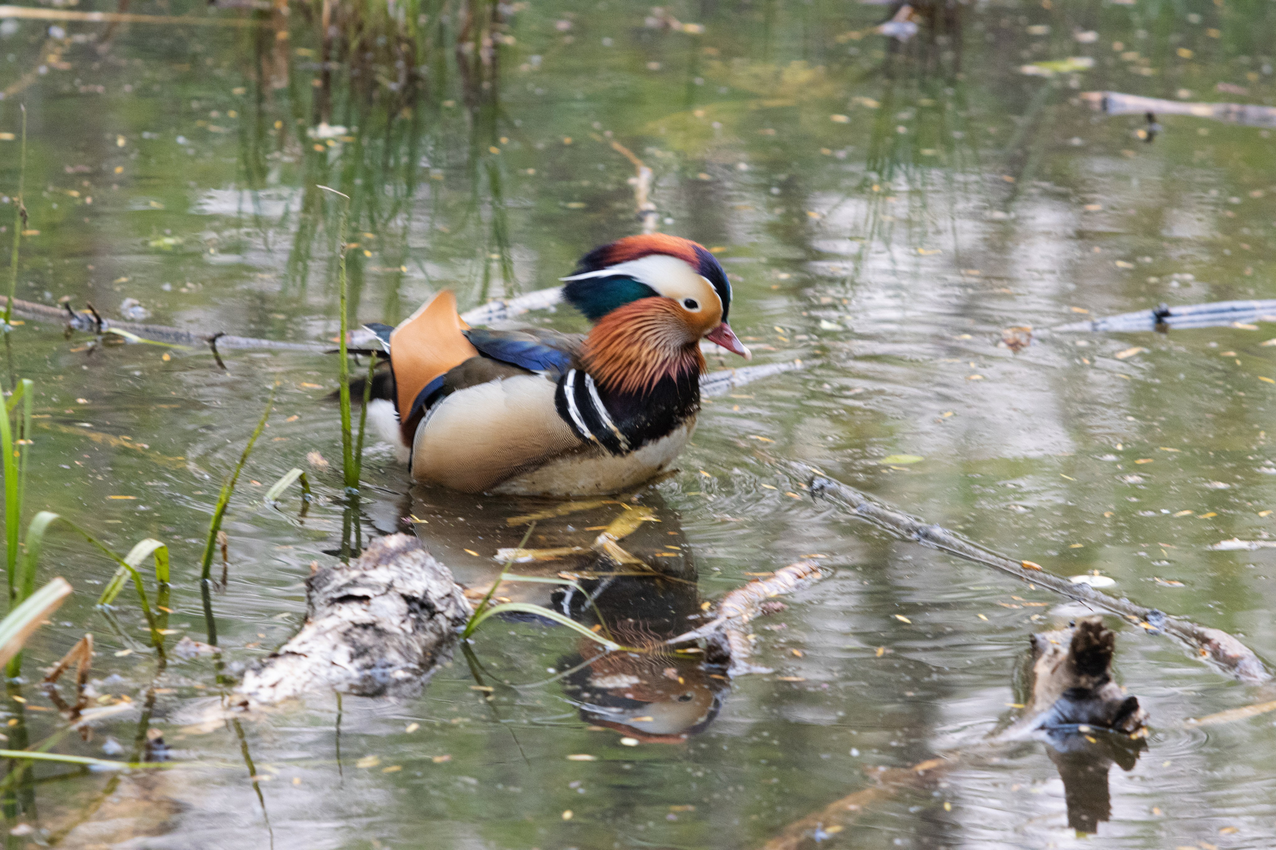 Утки Мандаринки. Дальний Восток — природа и достопримечательности