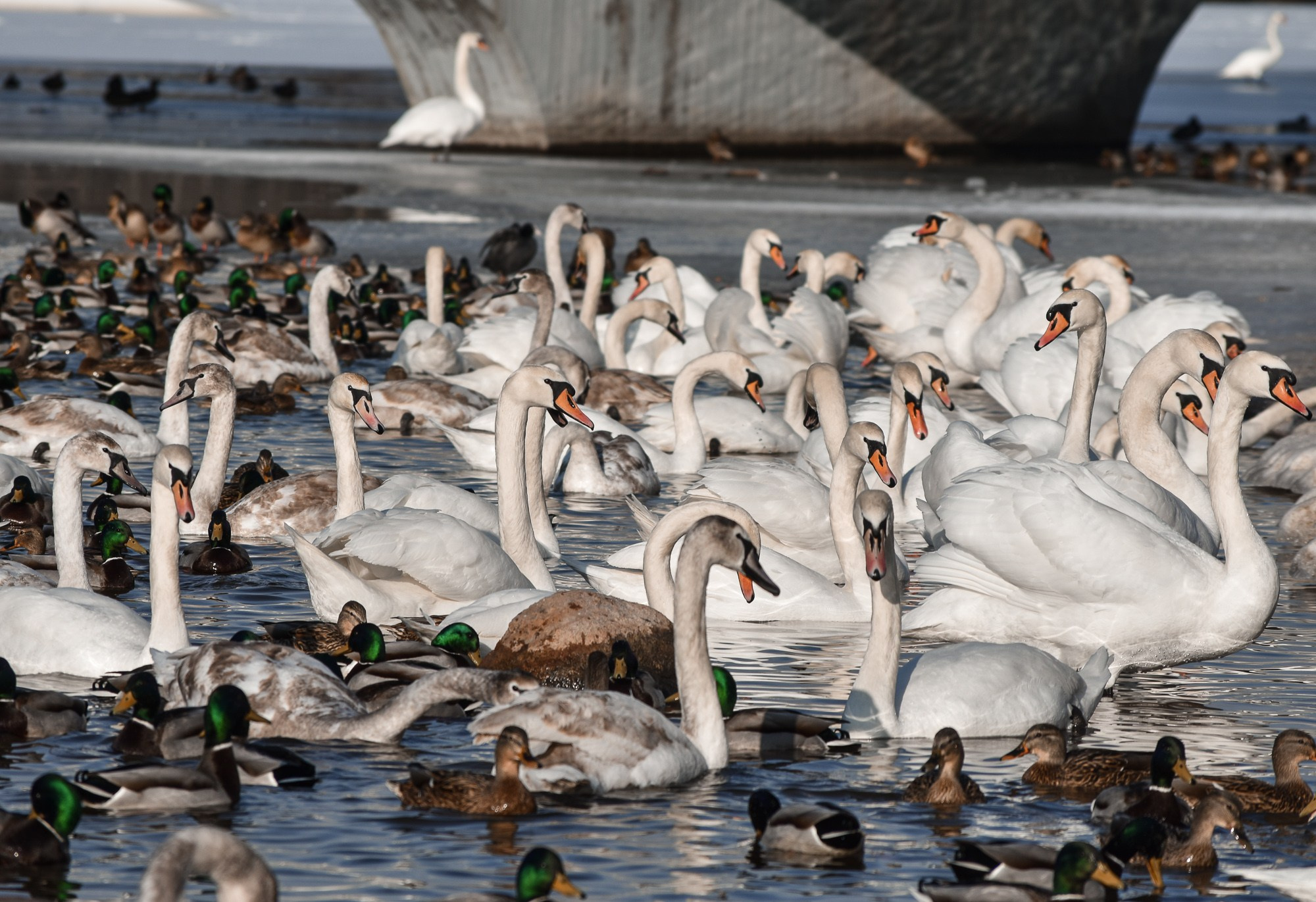 В созвучии с природой. Фотограф Светлана В. Пронина, Москва