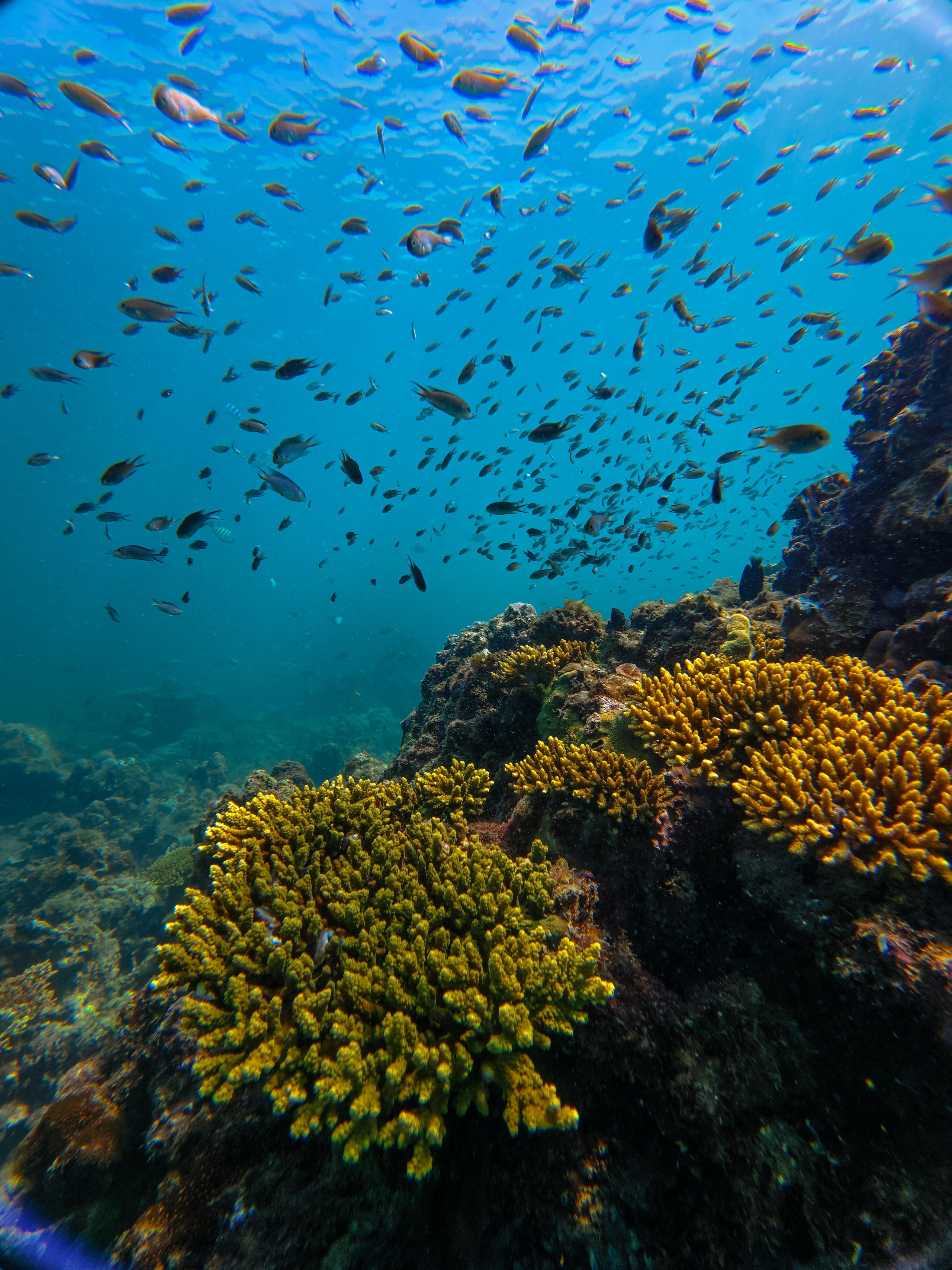 Для тех кто не боится сделать первый шаг. Дайвинг во Вьетнаме