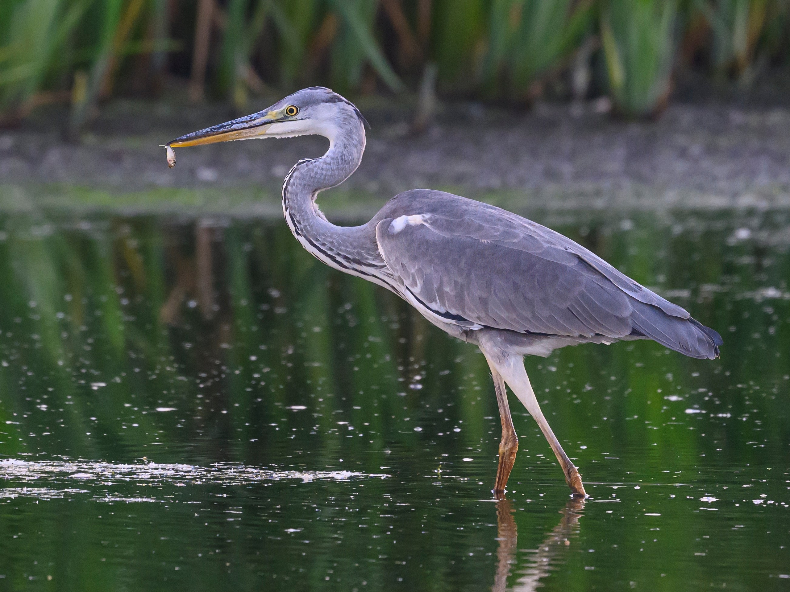 Рыбалка цапли. Fishing of the Heron. Фотограф Сергей Пупонин