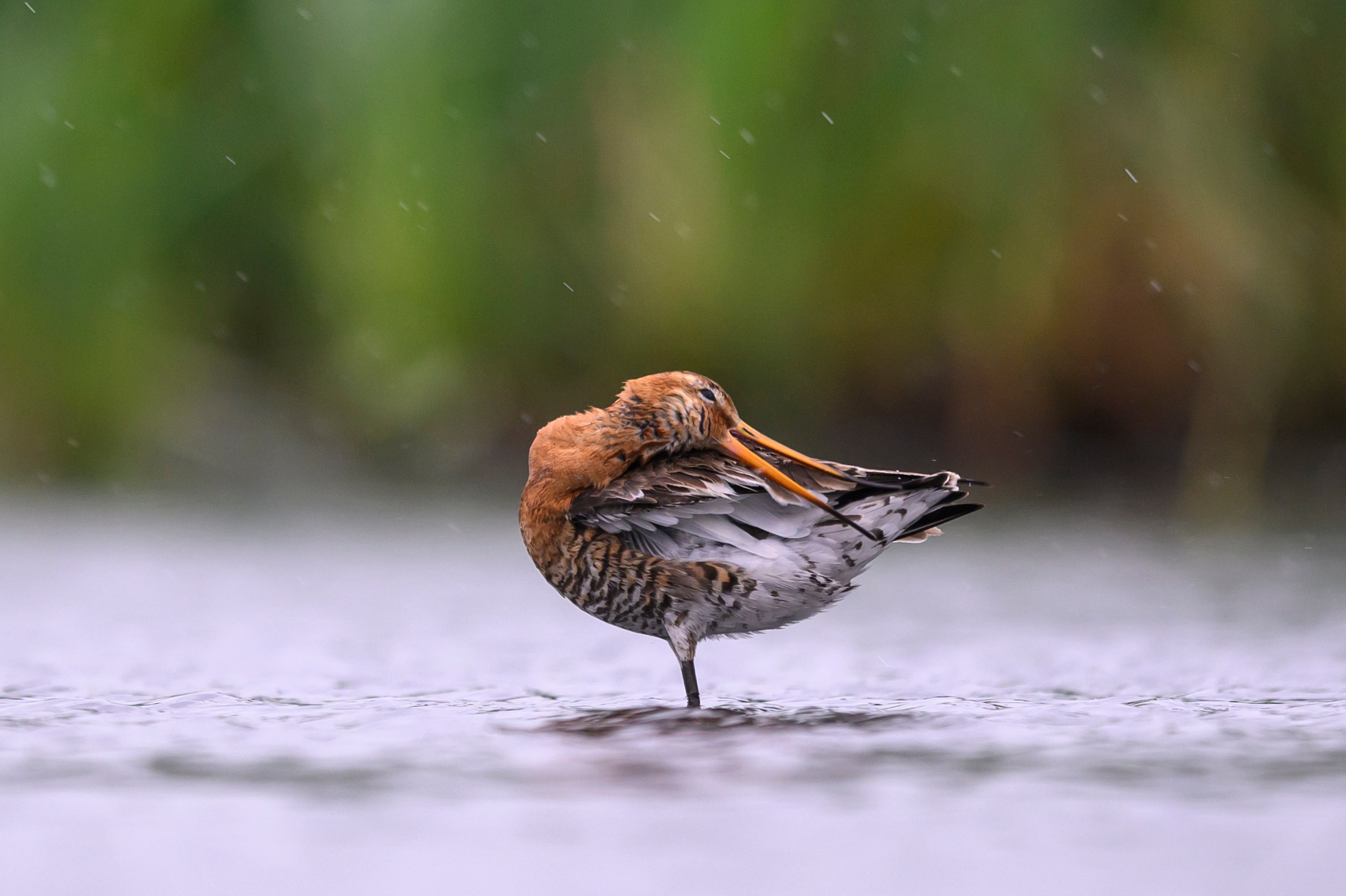 Поручейники и большой веретенник. Wildlife photography by Sergey Puponin