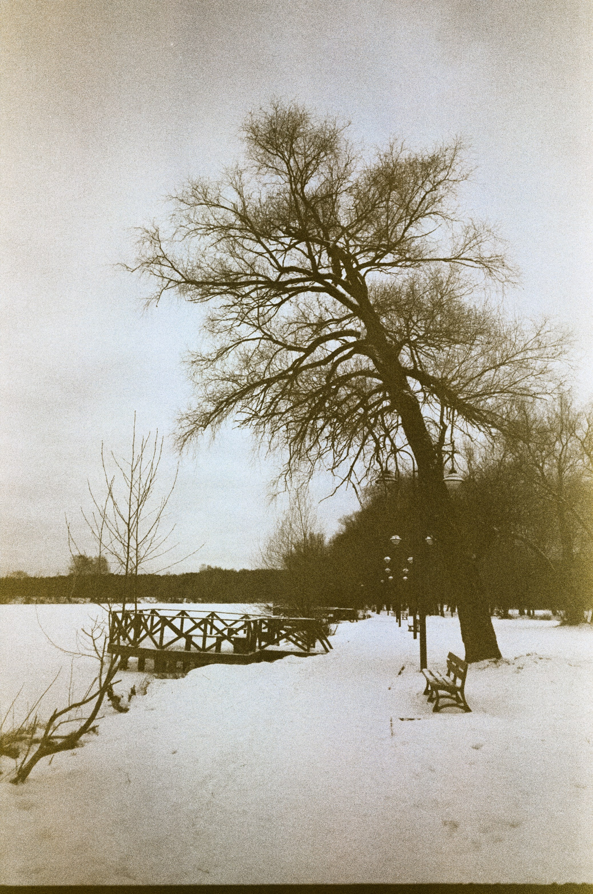 Fujicolor Superia 200 (просрочка) / Cosina CX-1 / 6 января 2025 года Усадьба Архангельское